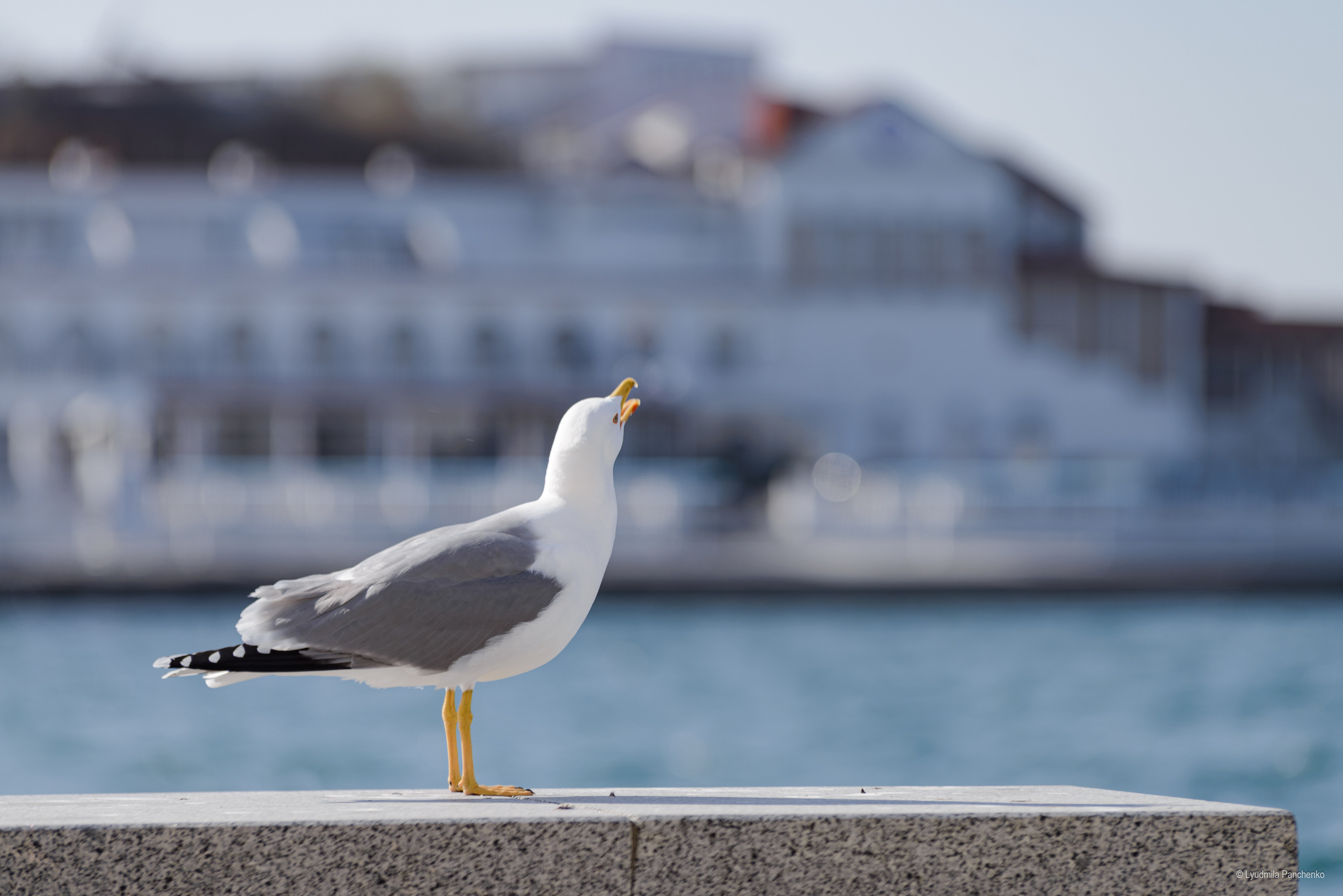 Флора, фауна, макро. Фотограф в Краснодаре Людмила Панченко