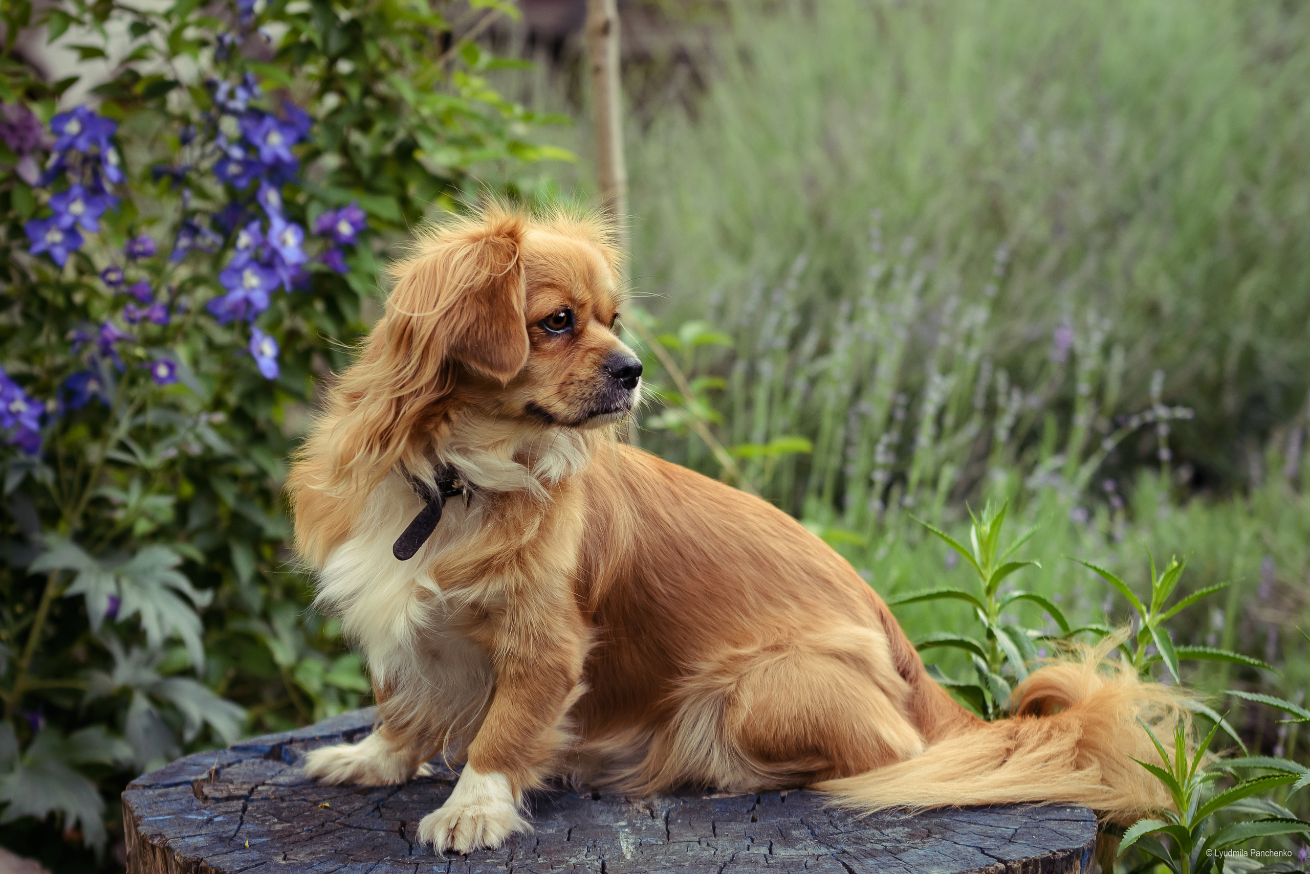 Домашние питомцы и их люди. Фотограф в Краснодаре Людмила Панченко