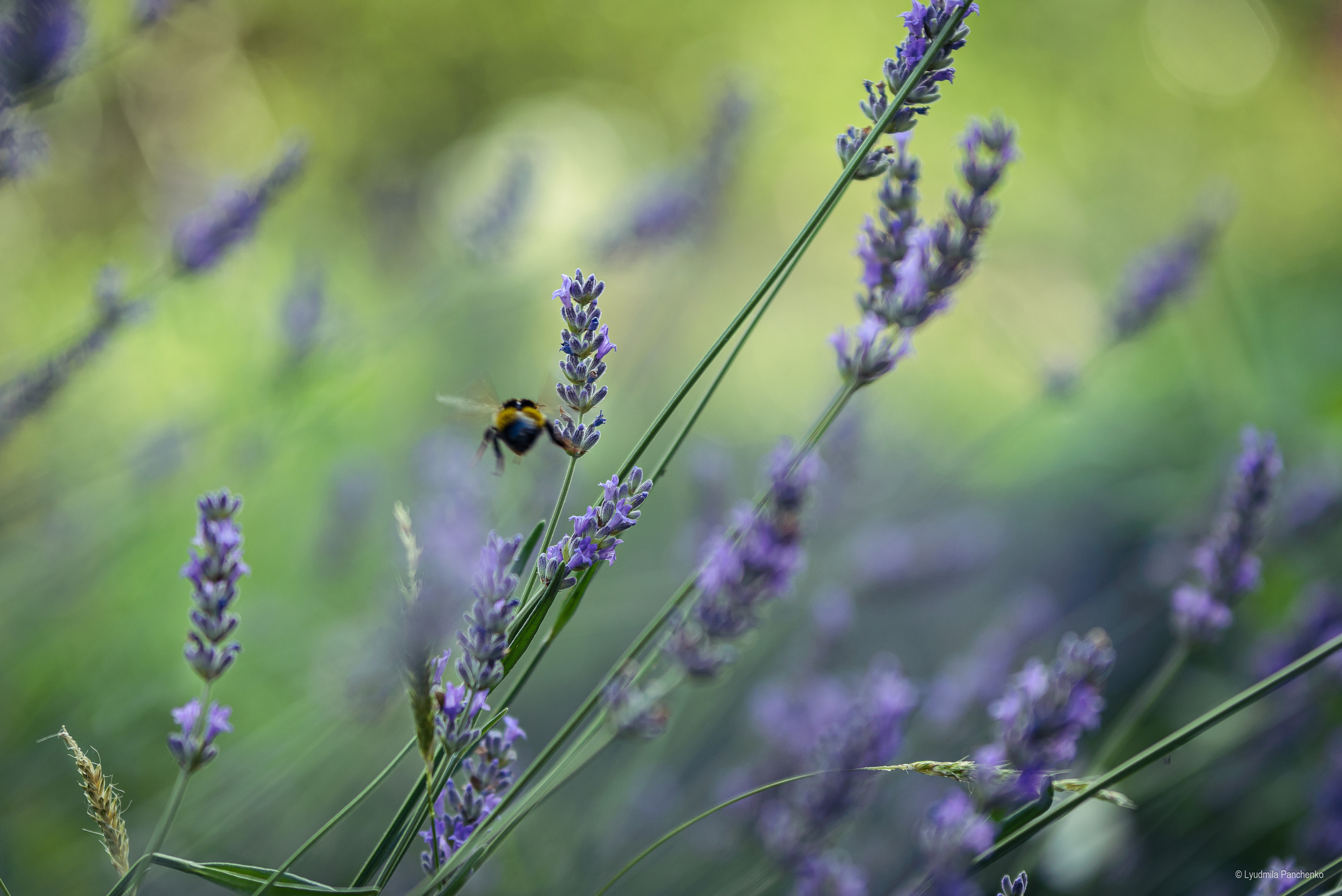 Флора, фауна, макро. Фотограф в Краснодаре Людмила Панченко
