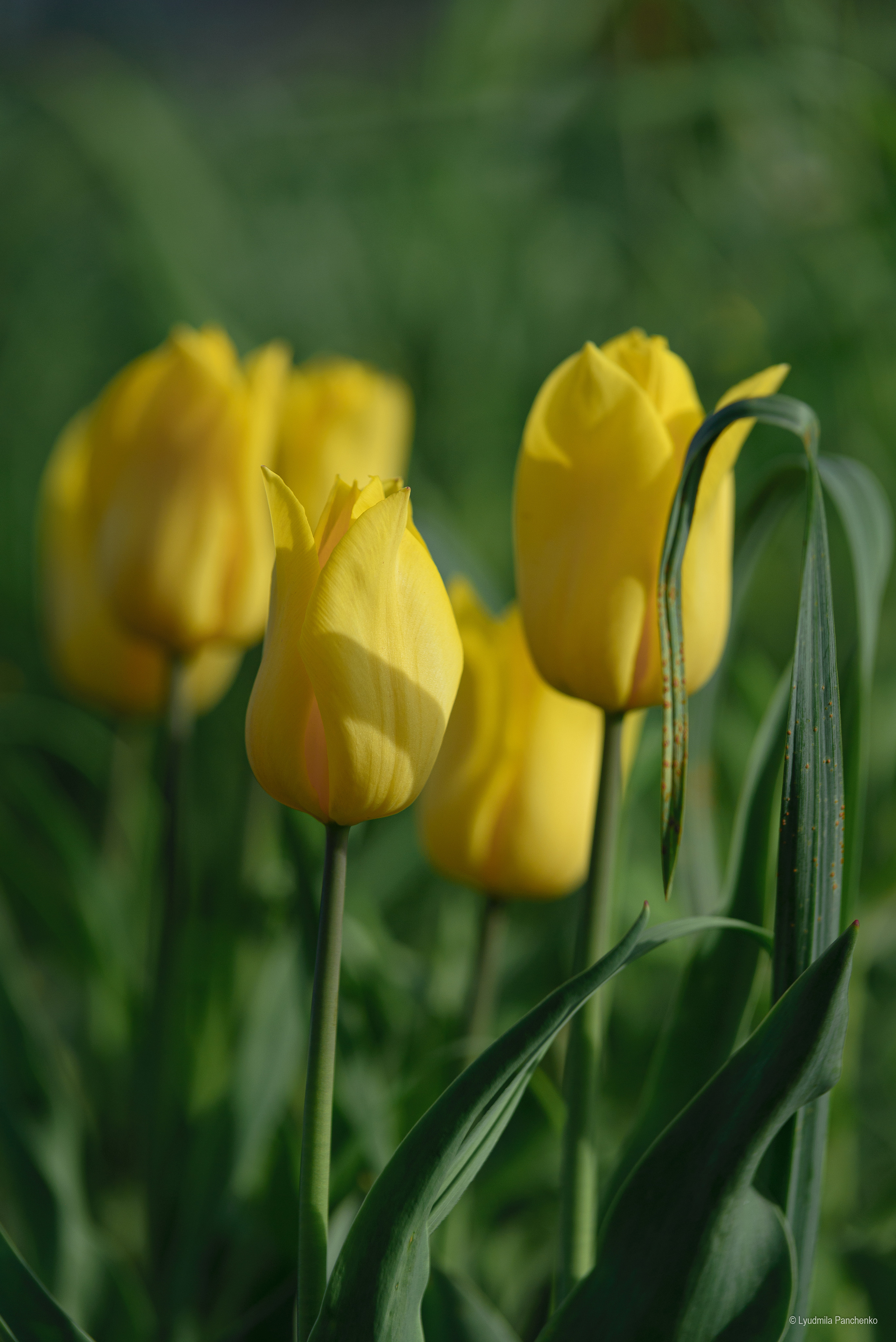Флора, фауна, макро. Фотограф в Краснодаре Людмила Панченко