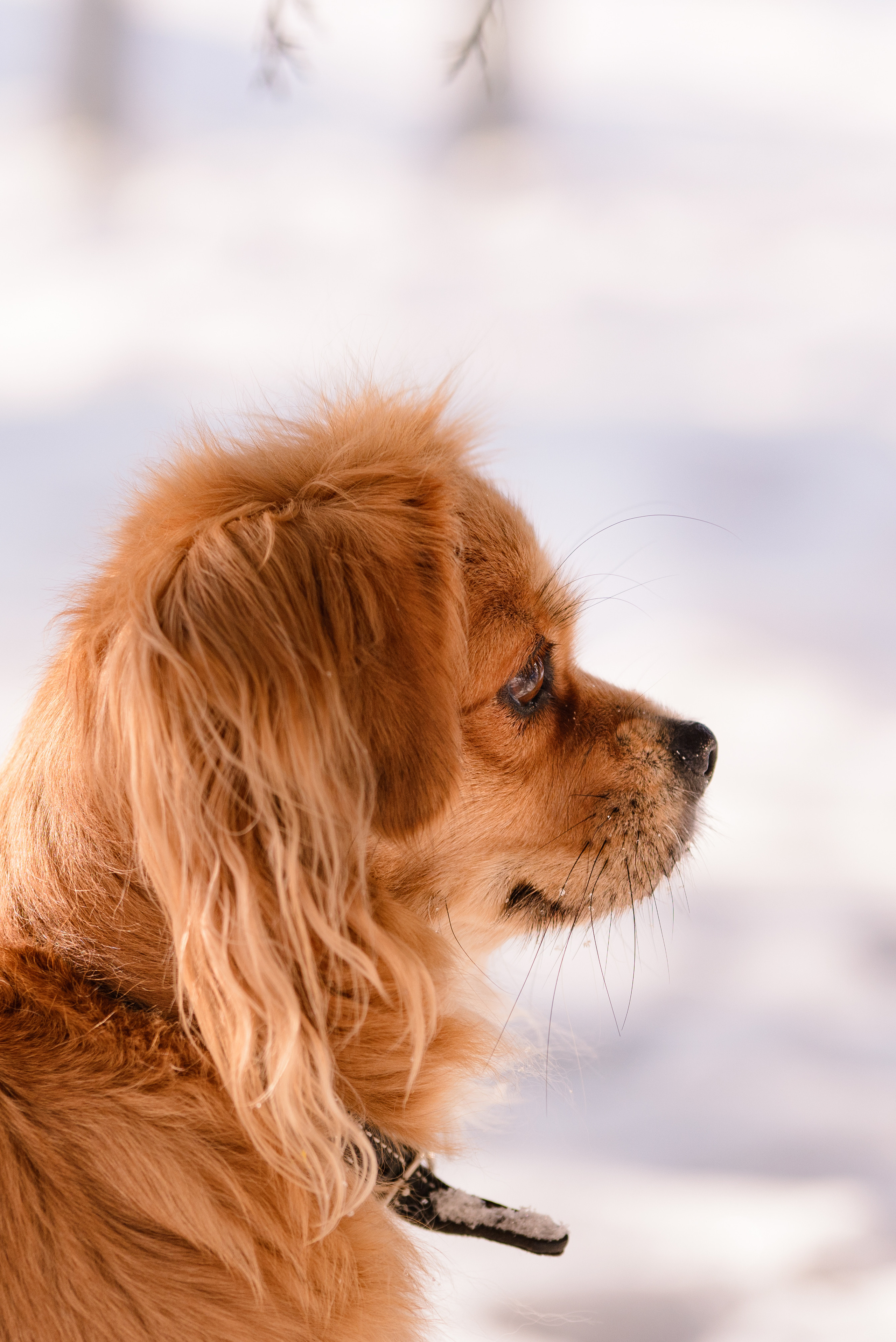 Домашние питомцы и их люди. Фотограф в Краснодаре Людмила Панченко