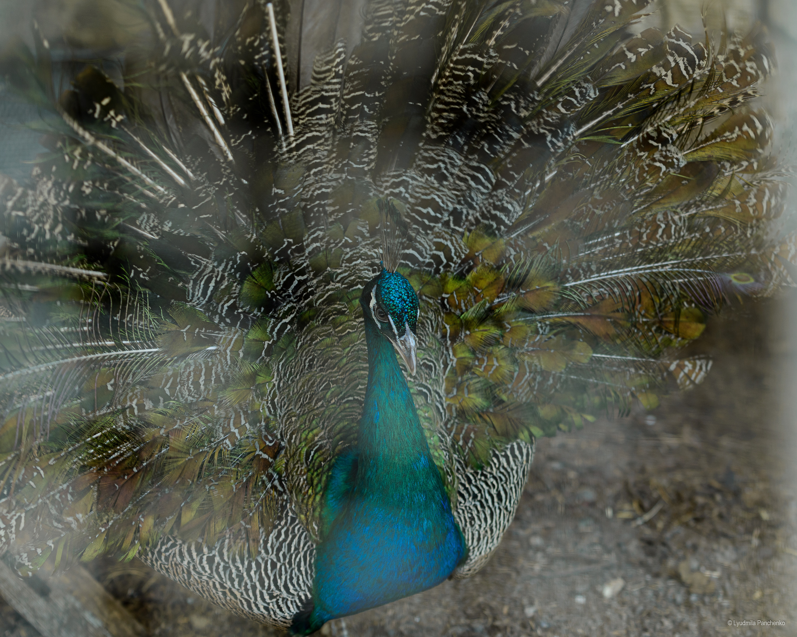 Флора, фауна, макро. Фотограф в Краснодаре Людмила Панченко