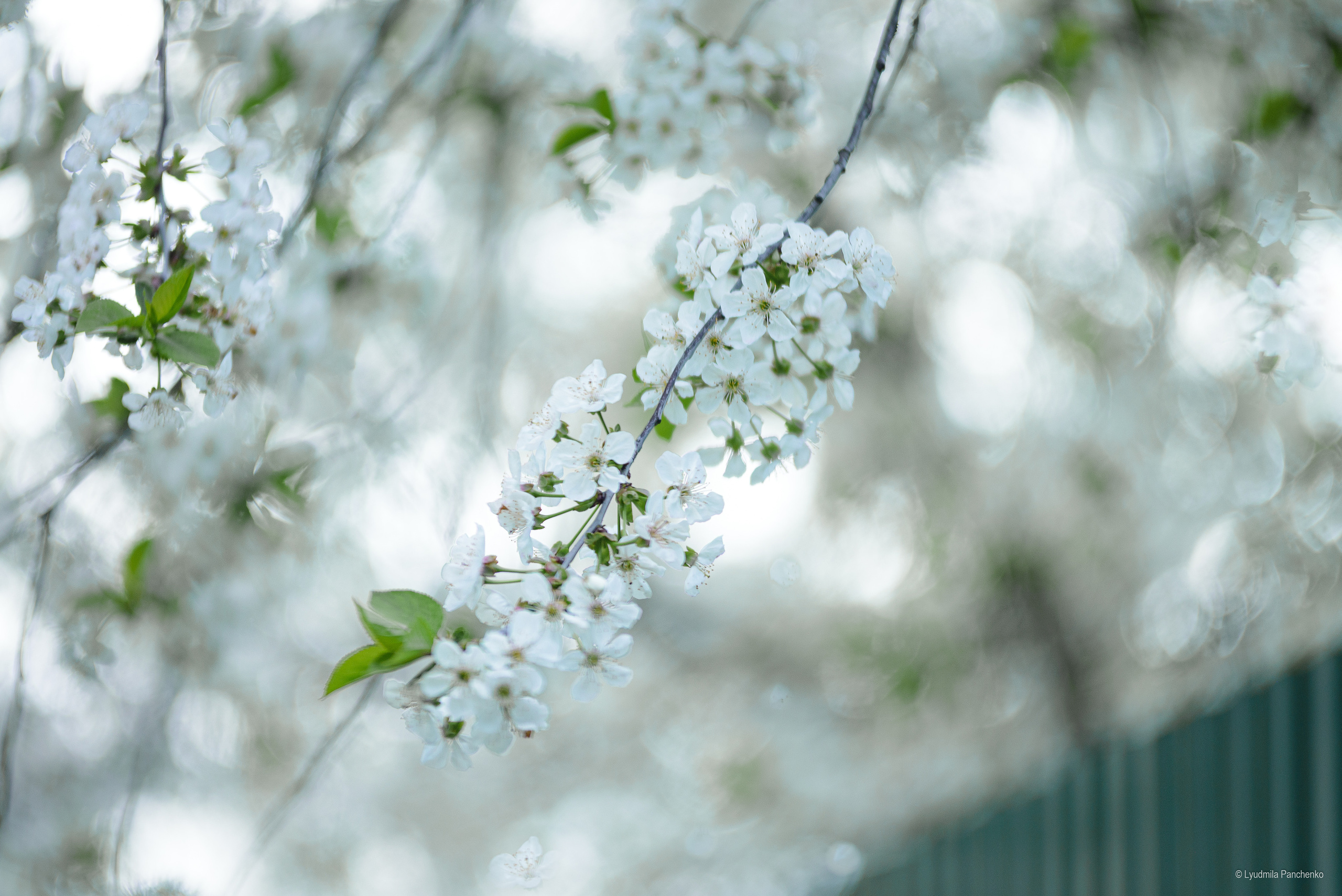 Флора, фауна, макро. Фотограф в Краснодаре Людмила Панченко