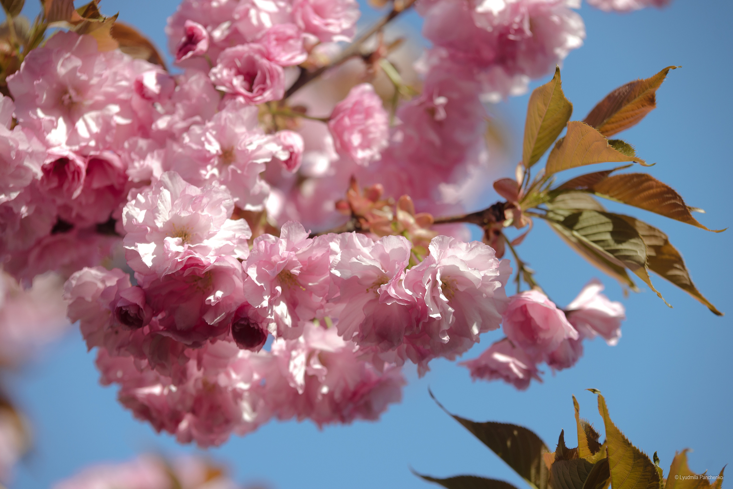 Флора, фауна, макро. Фотограф в Краснодаре Людмила Панченко