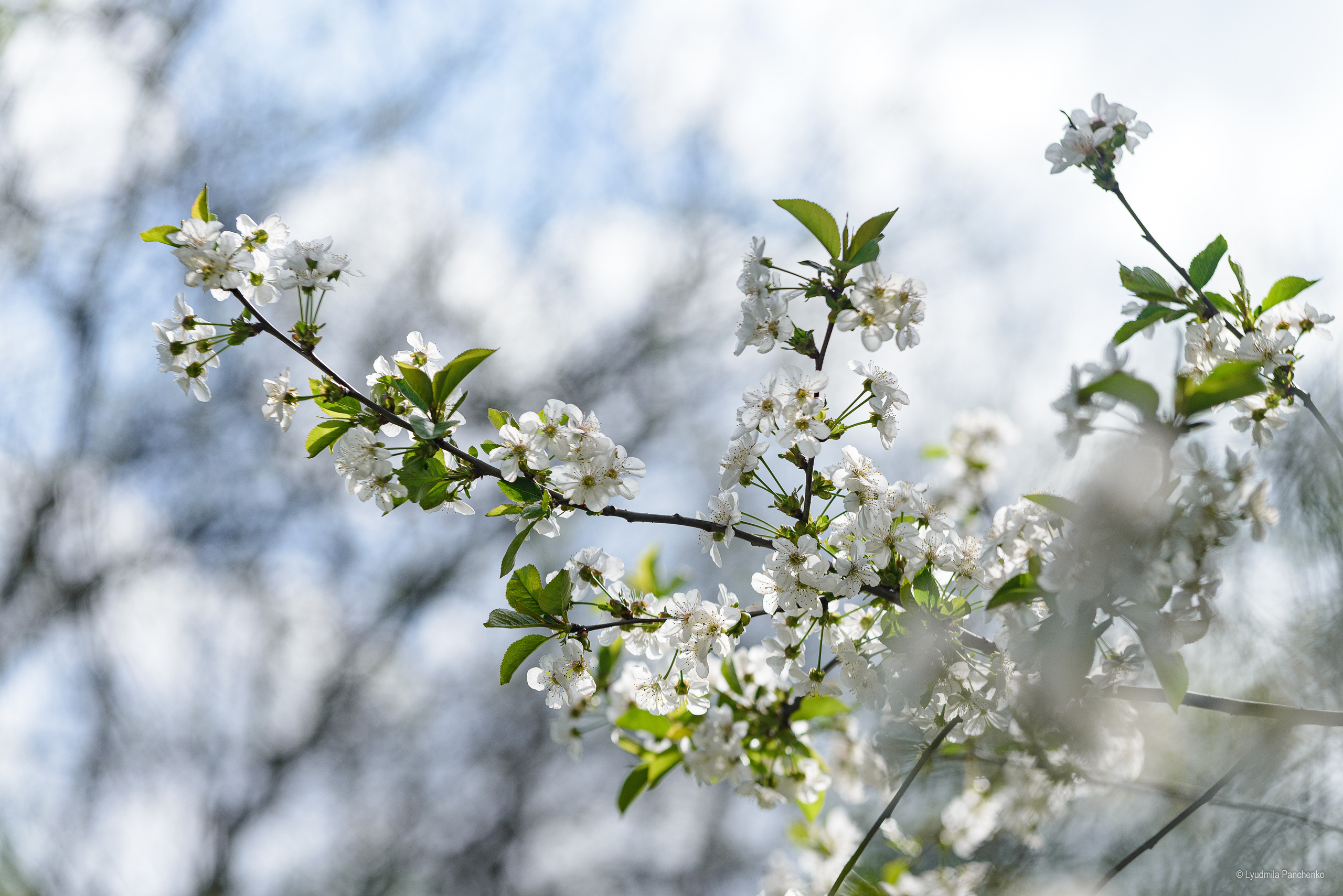 Флора, фауна, макро. Фотограф в Краснодаре Людмила Панченко