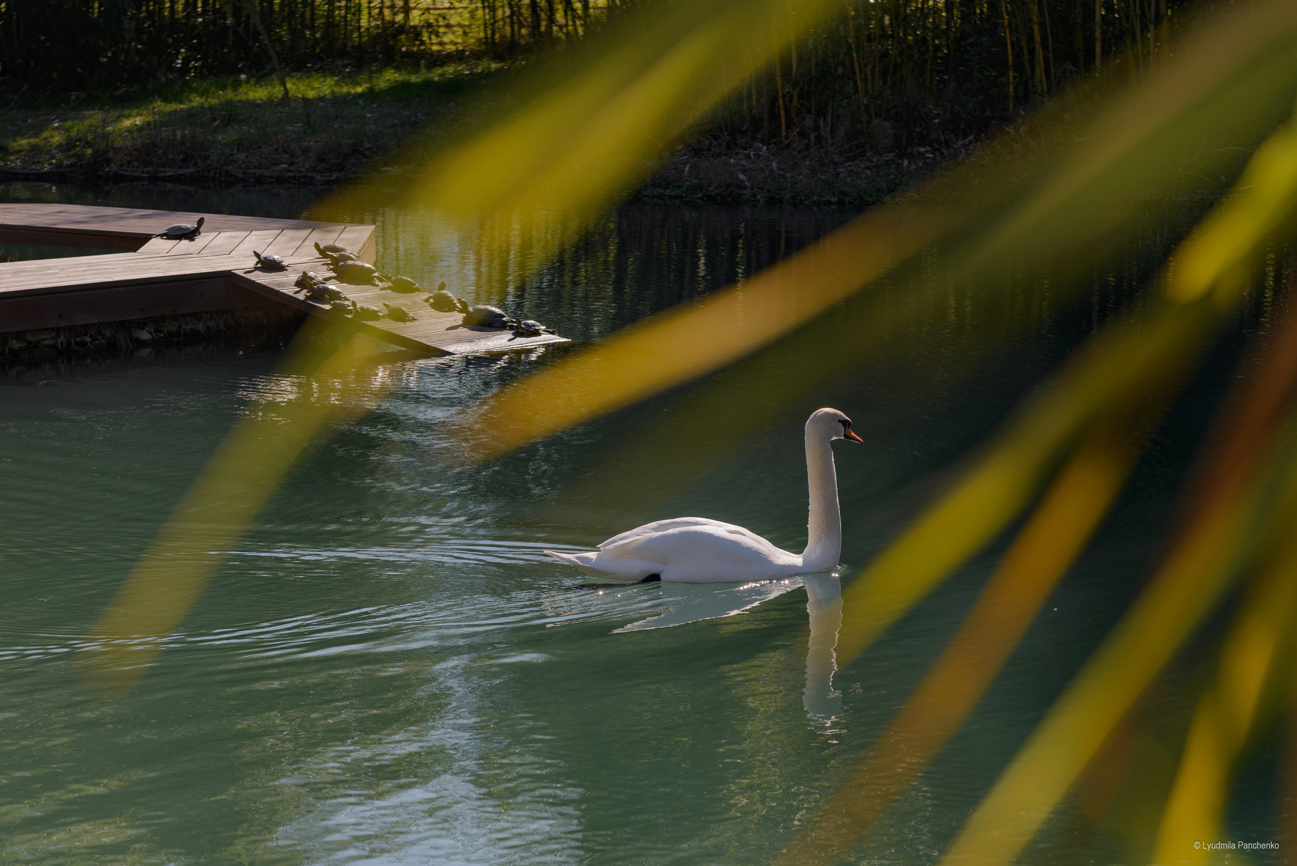 Флора, фауна, макро. Фотограф в Краснодаре Людмила Панченко