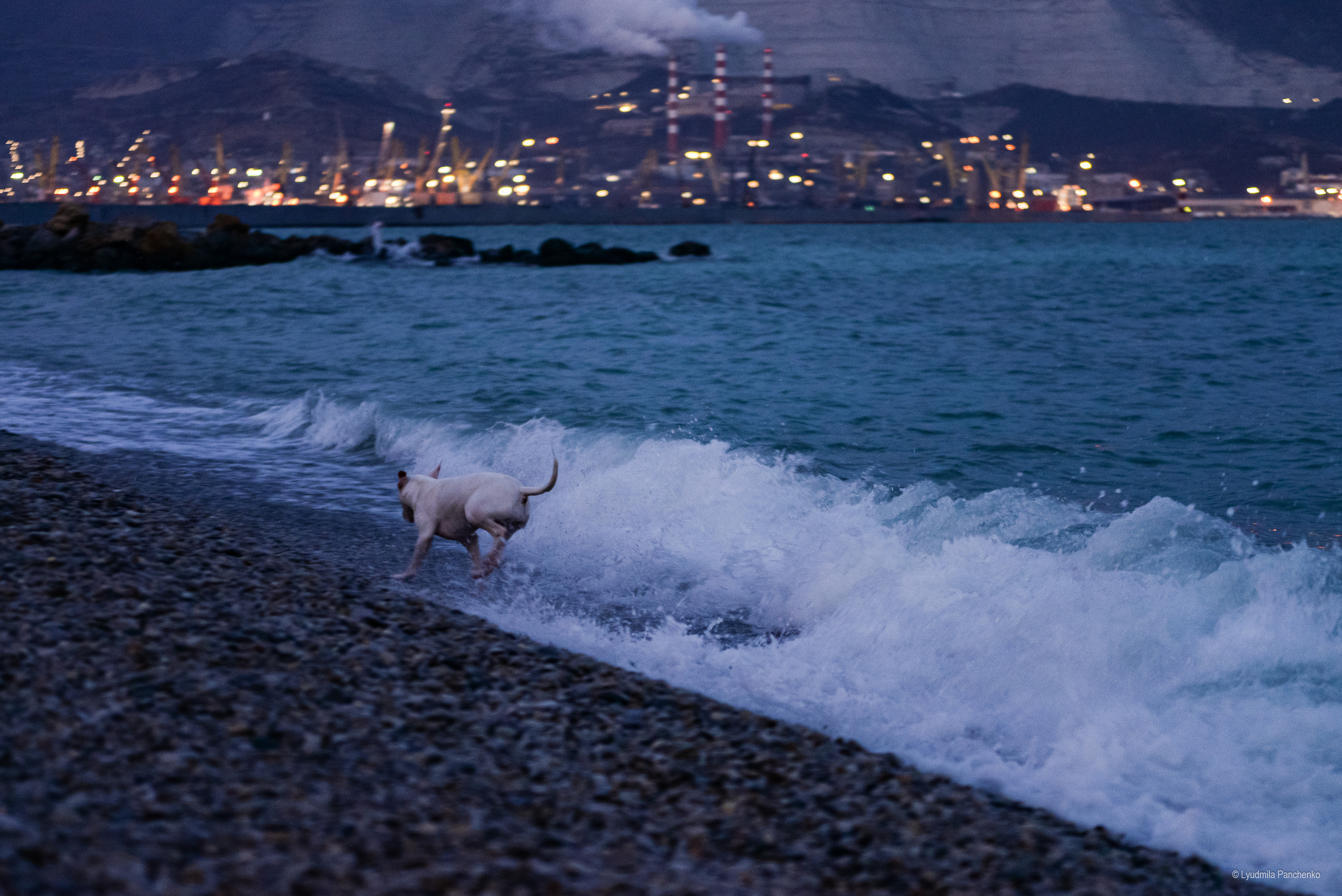 Домашние питомцы и их люди. Фотограф в Краснодаре Людмила Панченко
