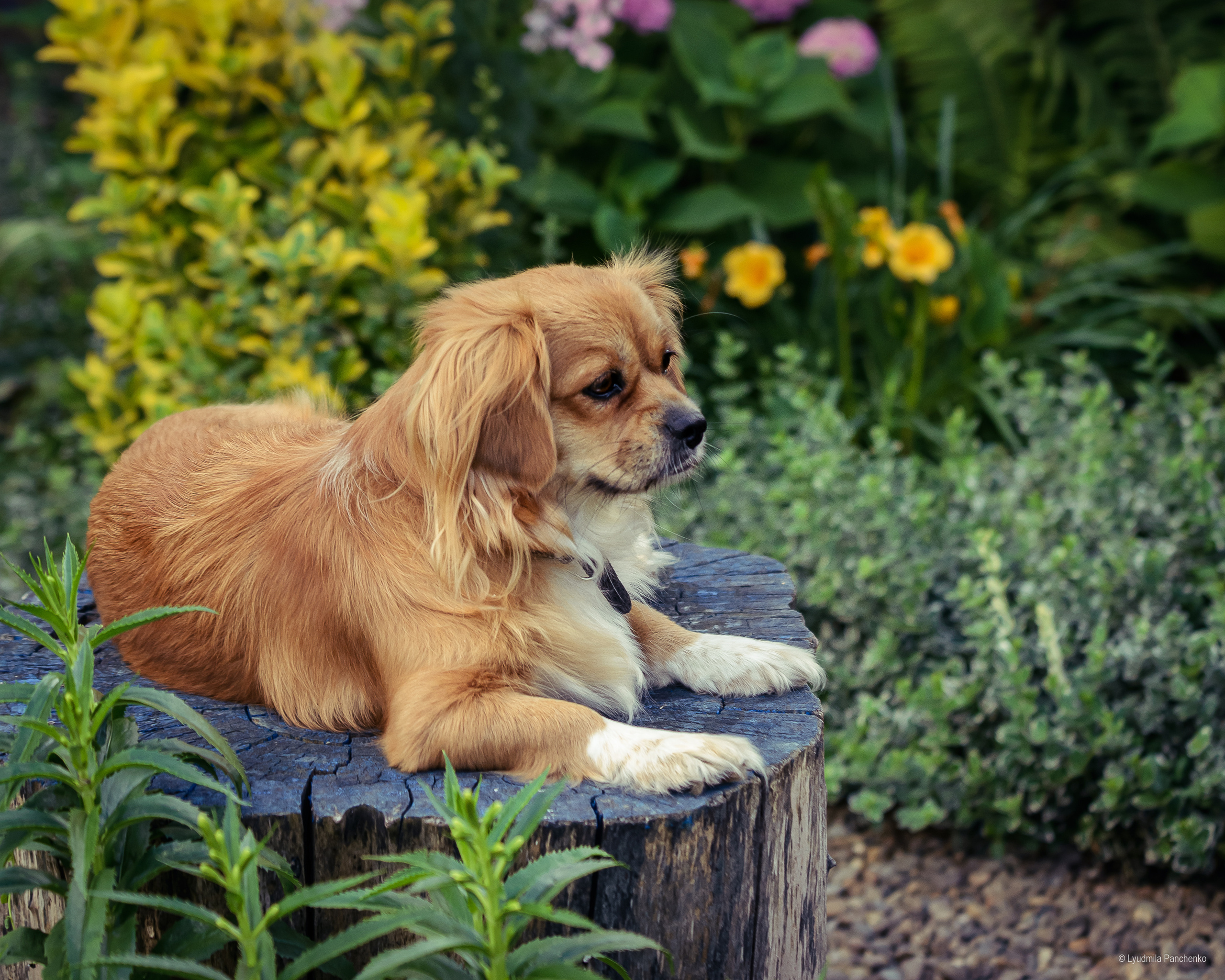 Домашние питомцы и их люди. Фотограф в Краснодаре Людмила Панченко