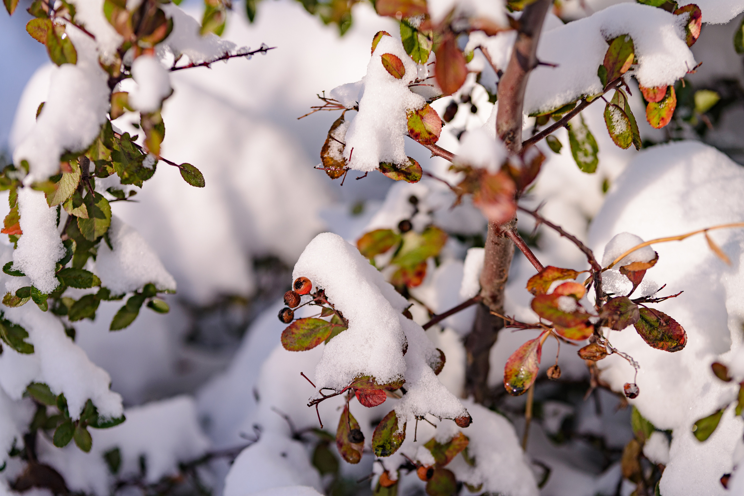 Флора, фауна, макро. Фотограф в Краснодаре Людмила Панченко