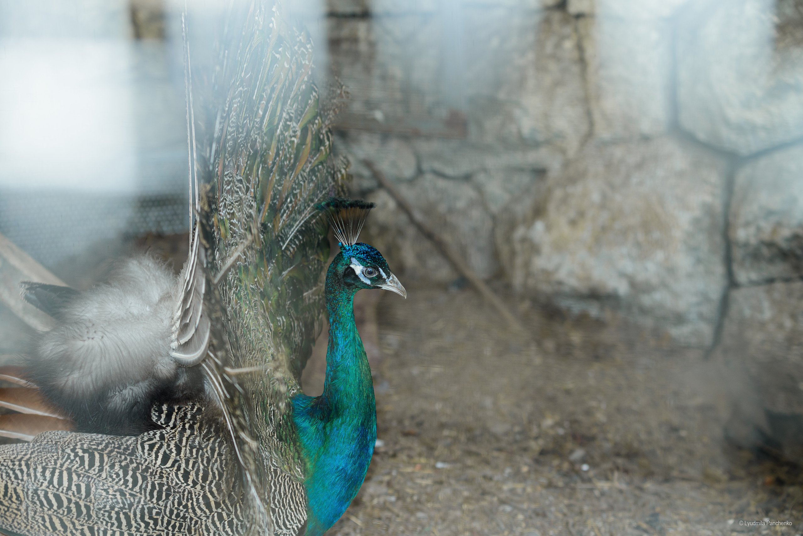 Флора, фауна, макро. Фотограф в Краснодаре Людмила Панченко