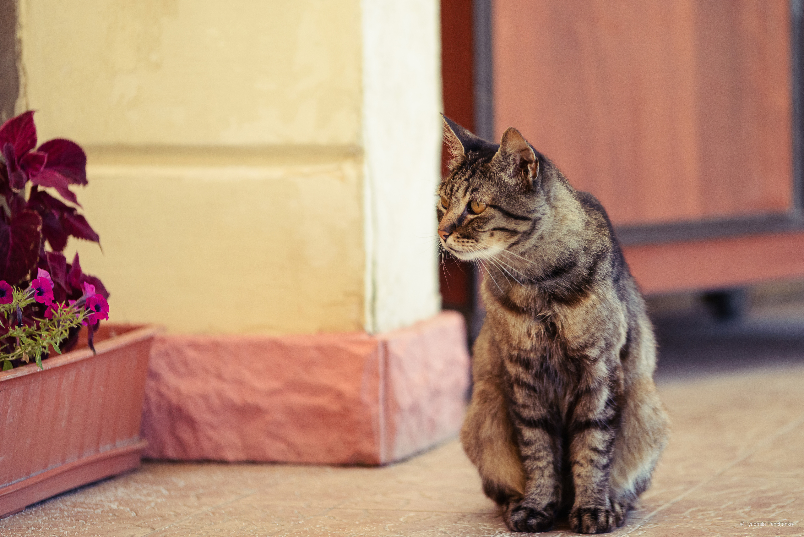 Домашние питомцы и их люди. Фотограф в Краснодаре Людмила Панченко
