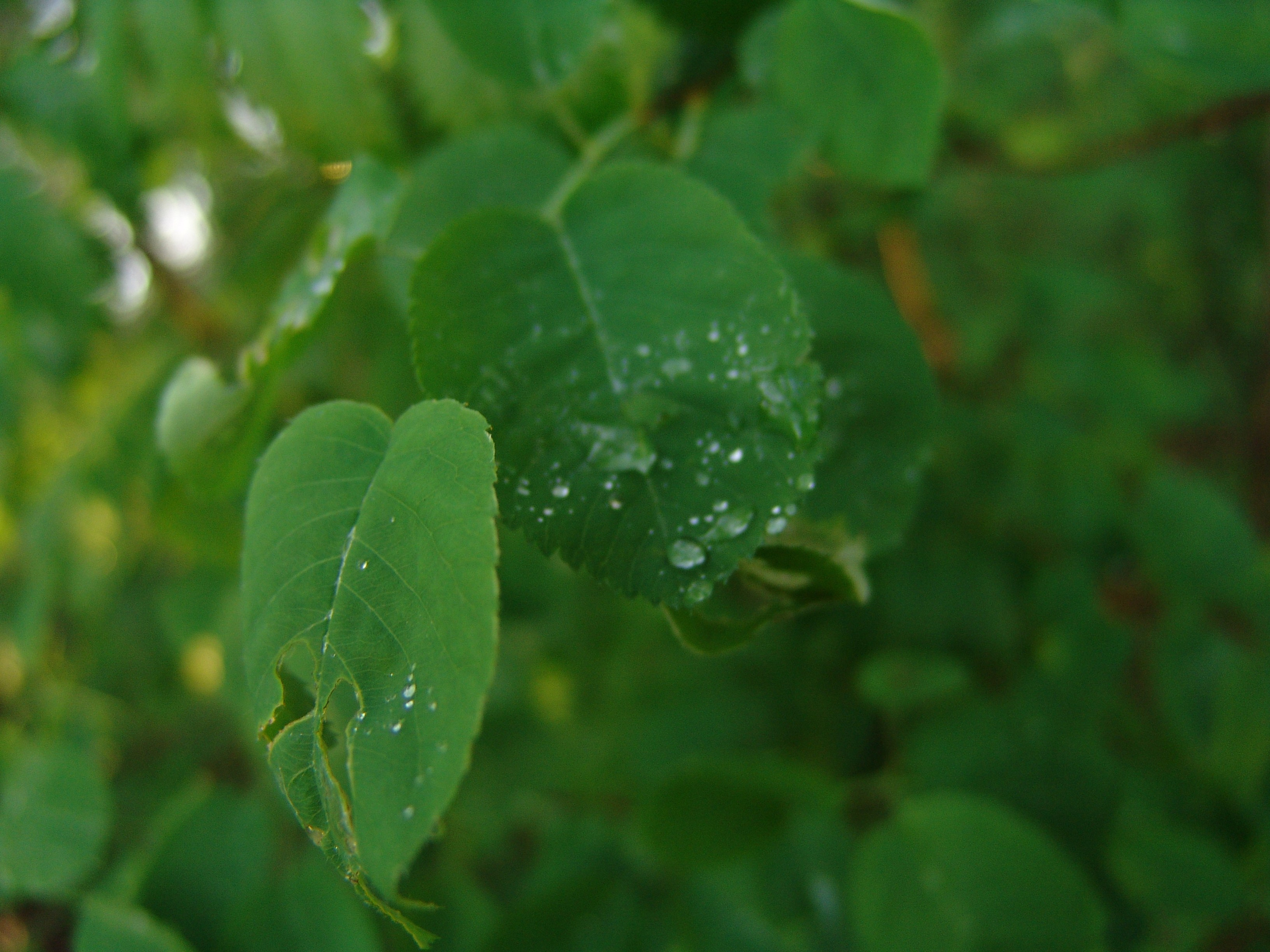 Приезд КС 2005. Заставка