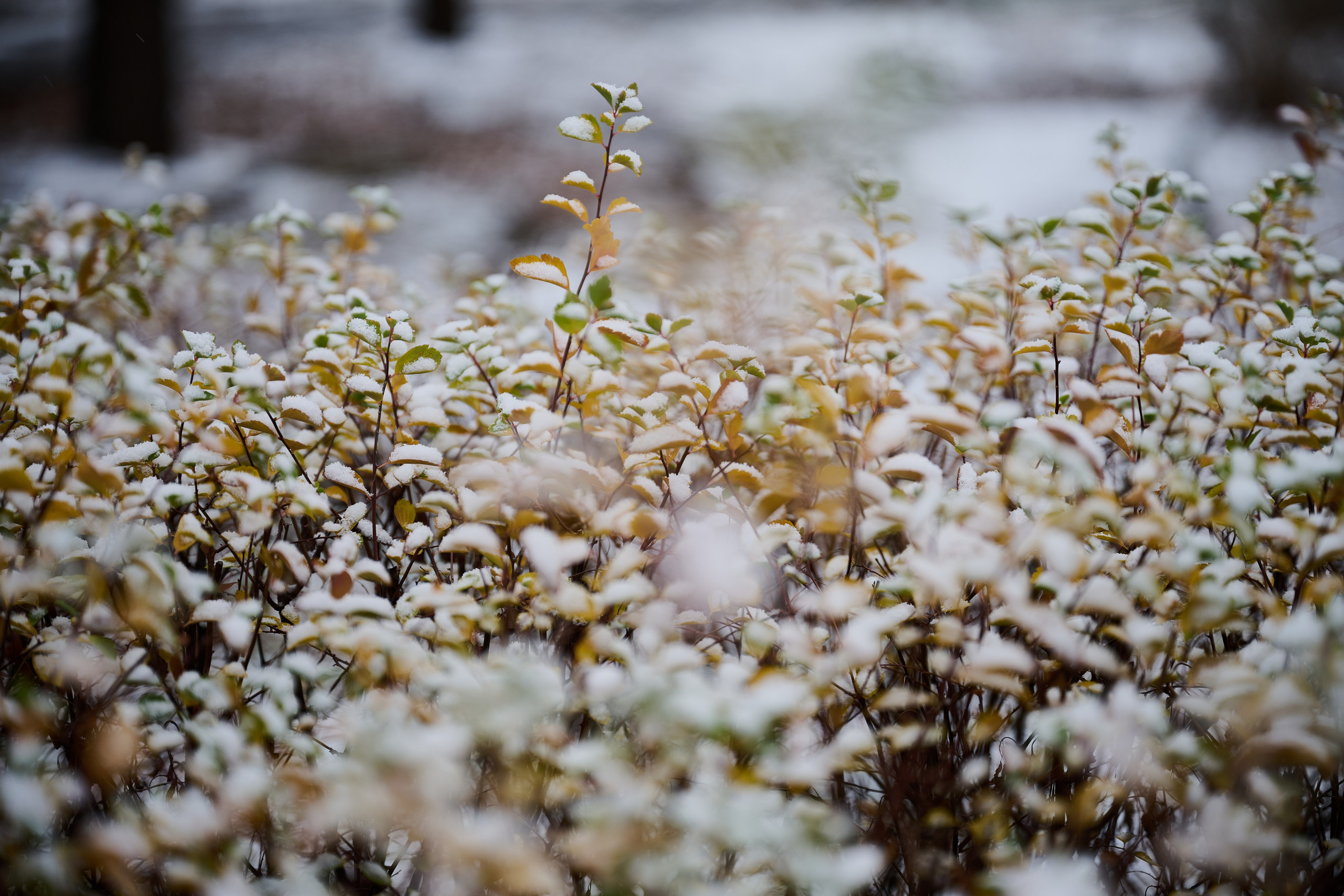 Северодонецк (Луганская область). Декабрь 2024. Фотограф Роман Адлер