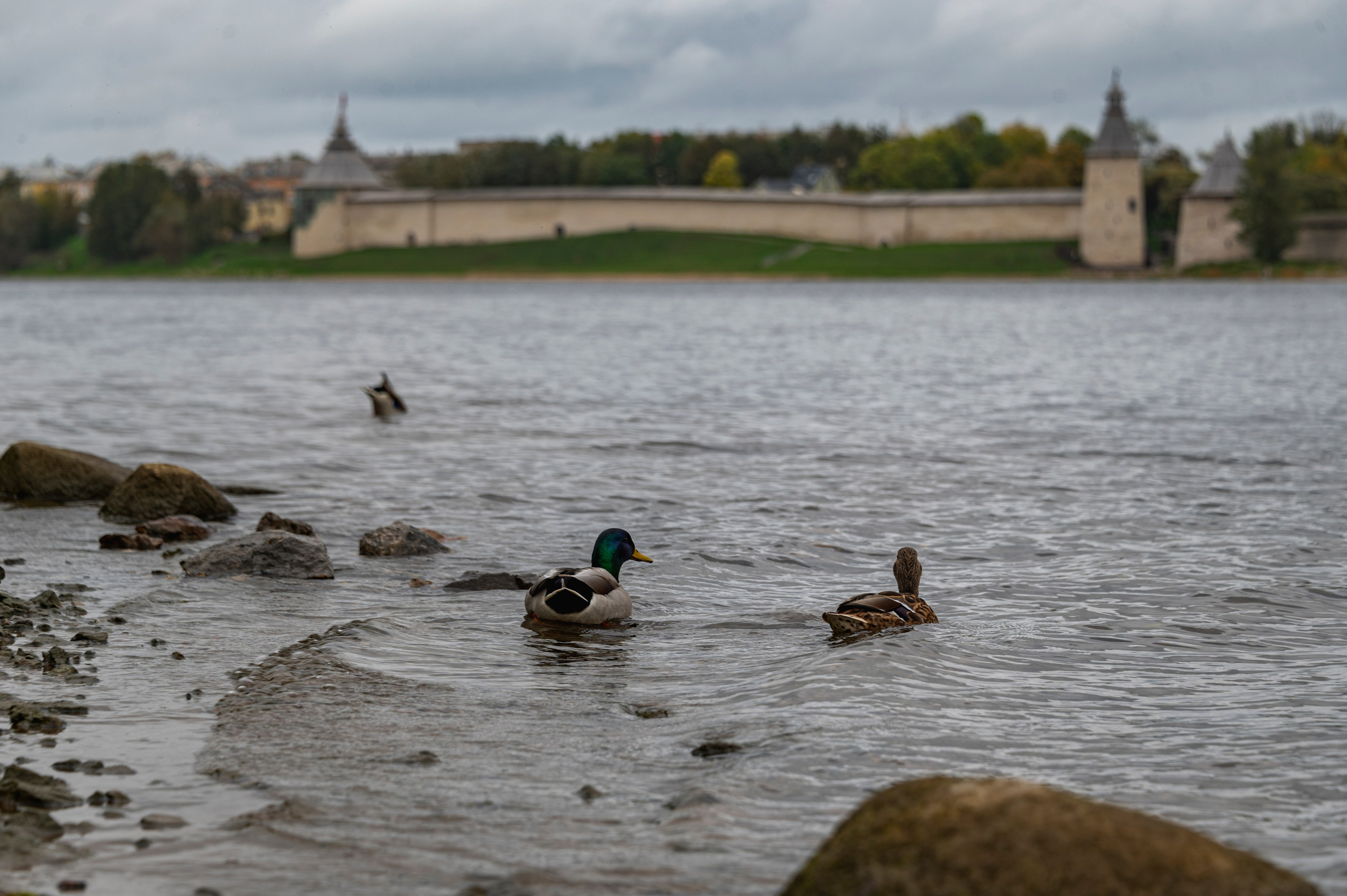 Псков. Октябрь 2023. Фотограф Роман Адлер