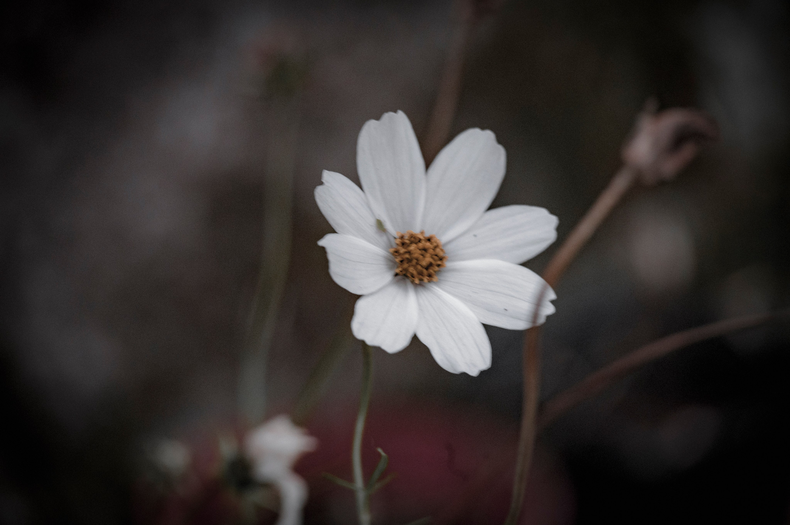 Осенние цветы. Фотограф Роман Адлер
