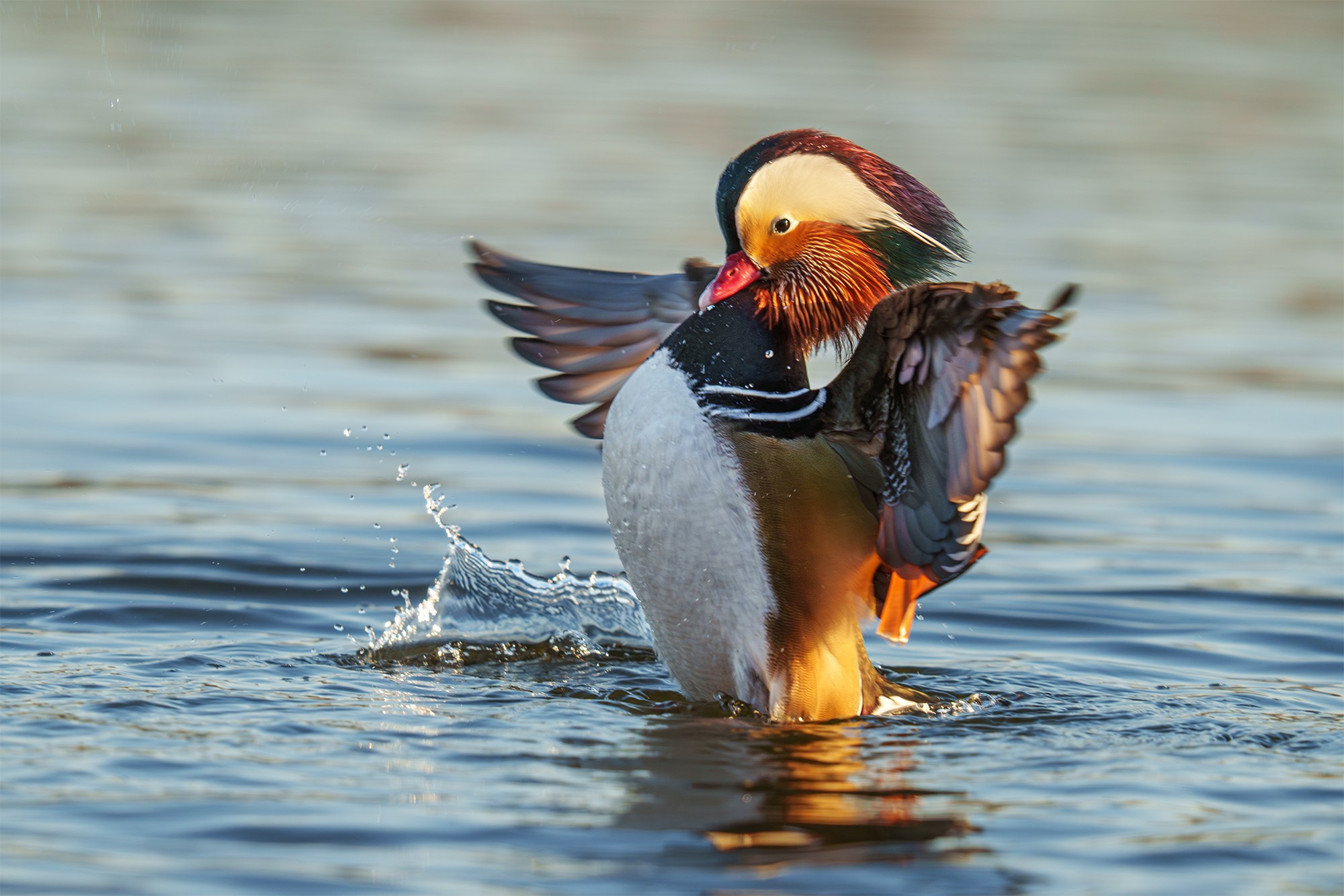 Удивительные мир птиц. Вокруг нас столько прекрасного — присмотритесь!. Ваш личный фотограф Марина Волкова