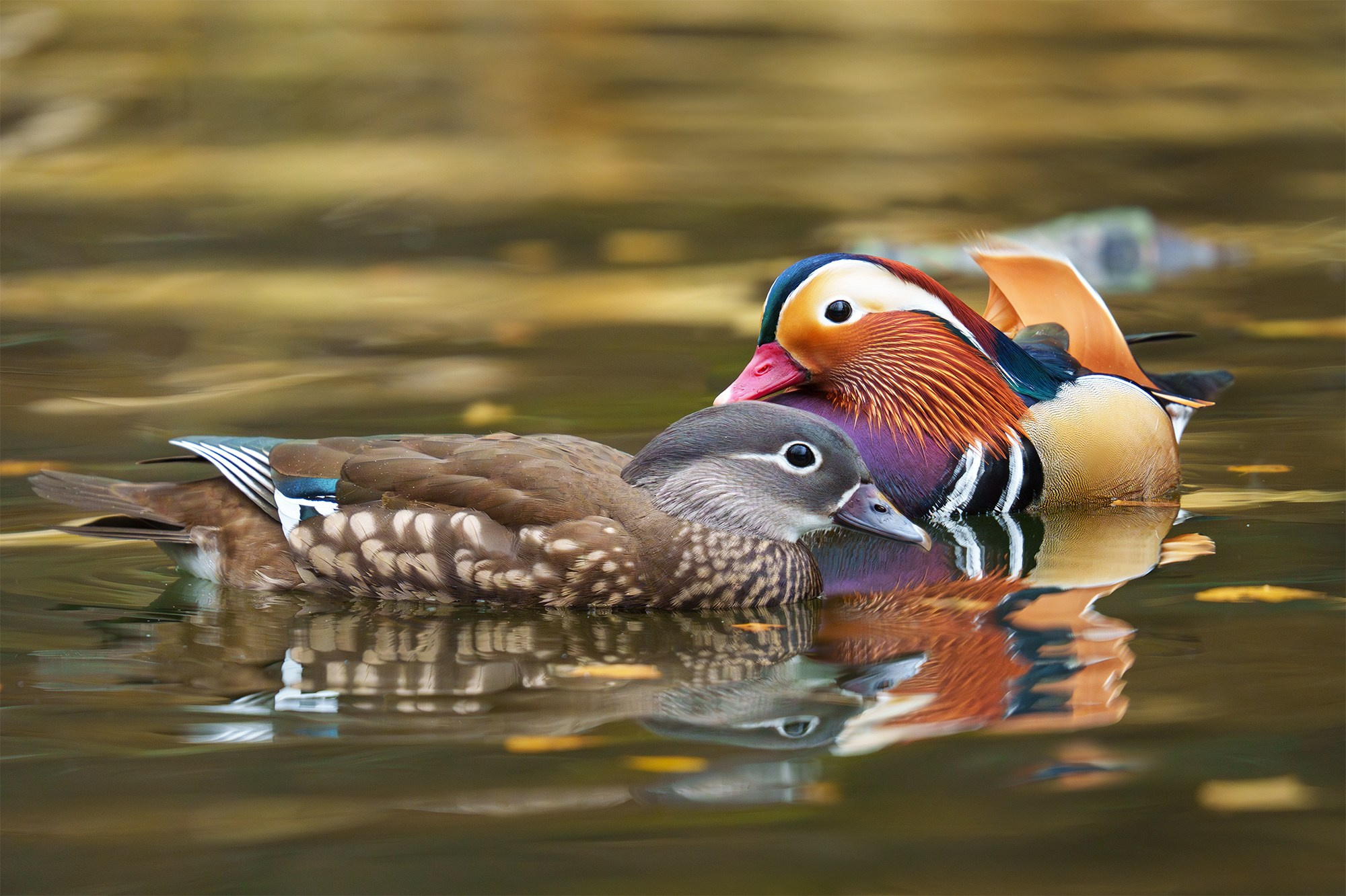 Удивительные мир птиц. Вокруг нас столько прекрасного — присмотритесь!. Ваш личный фотограф Марина Волкова