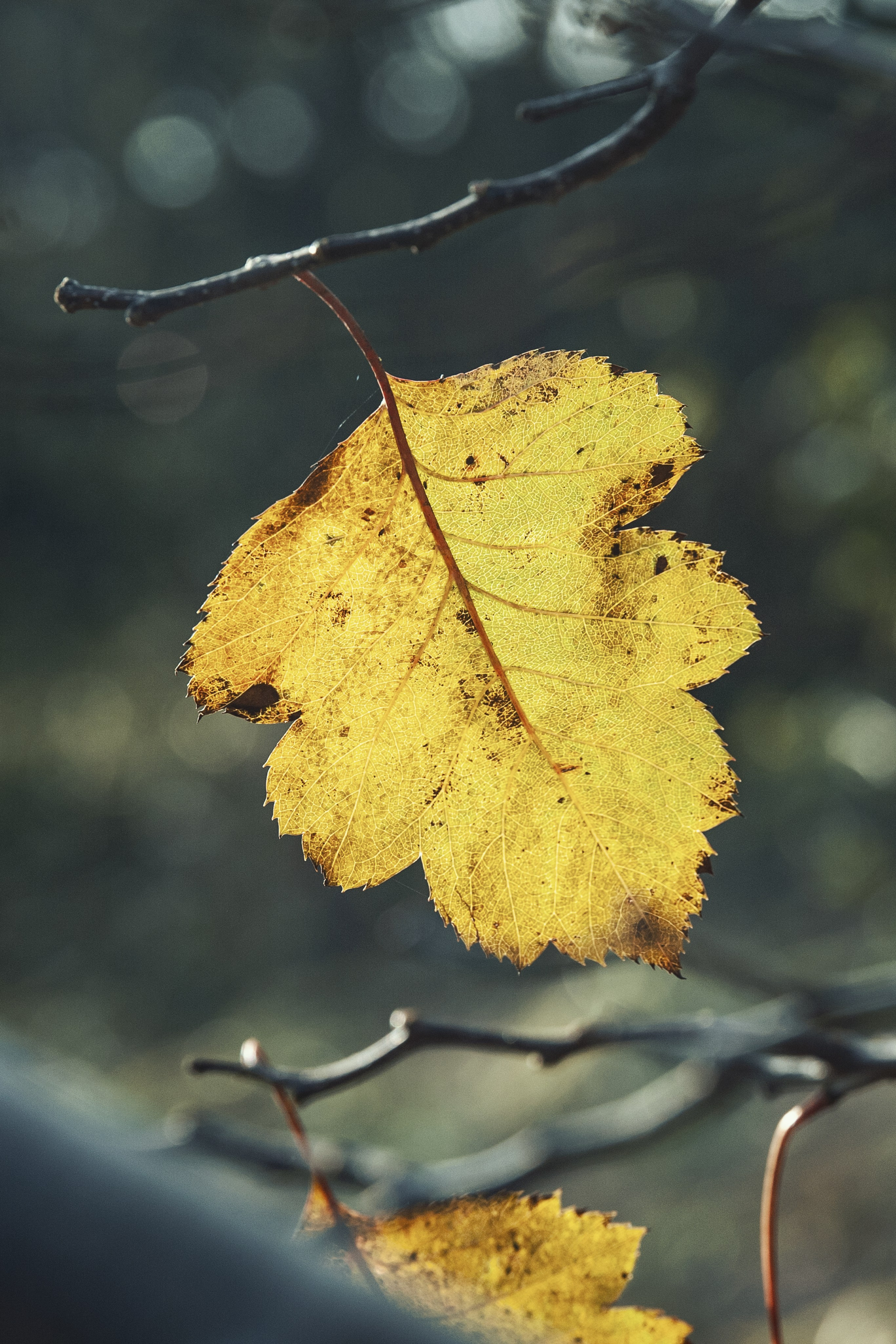 Осень. FotoGraf