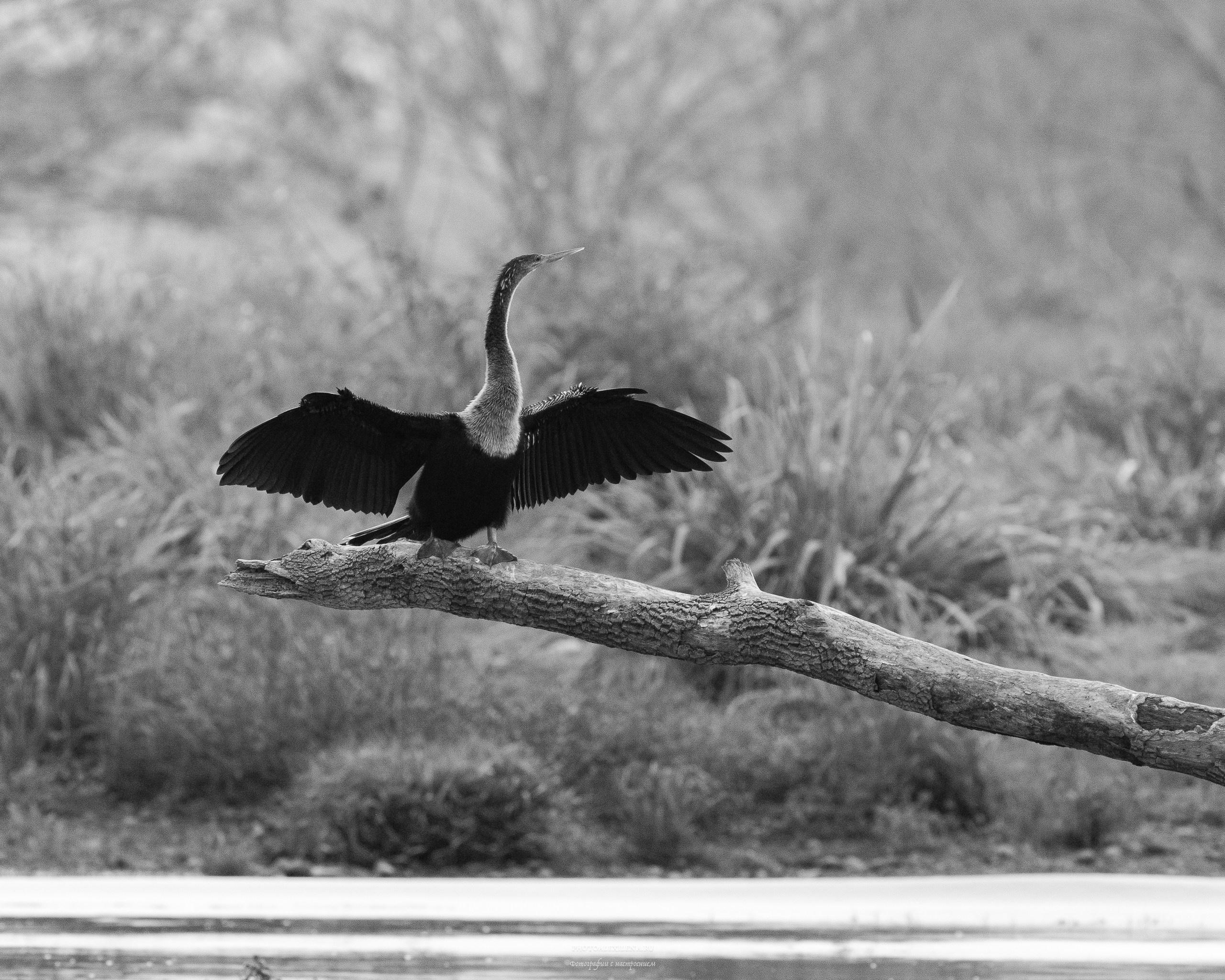Чёрно-белые птицы. Авторские стильные фотокартины
