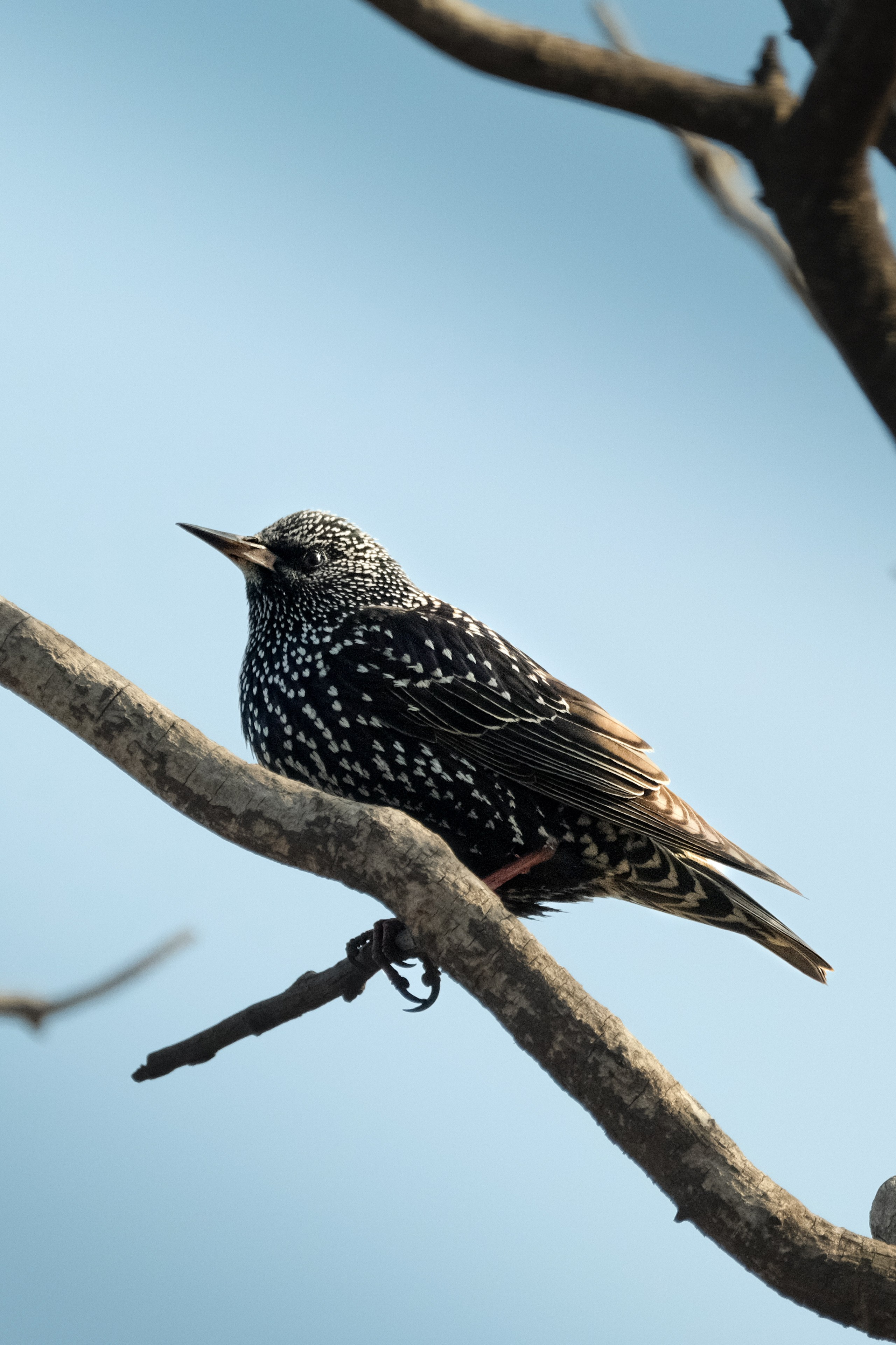 Птицы. Спортивный фотограф в Ростове-на-Дону Сергей Реусин