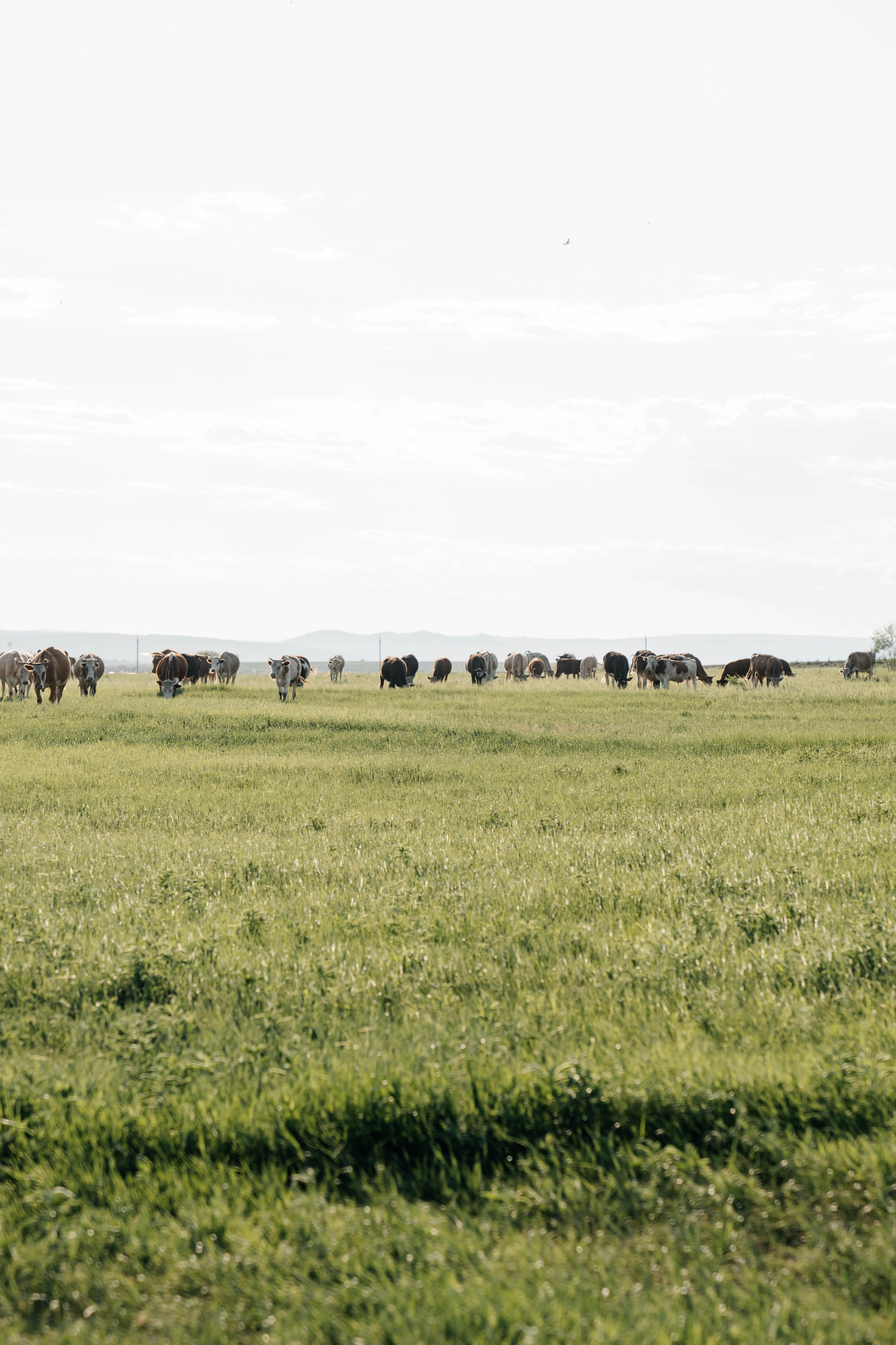 На перегонки с ветром!. Евгения Арефьева — свадебный и портретный фотограф в Чите