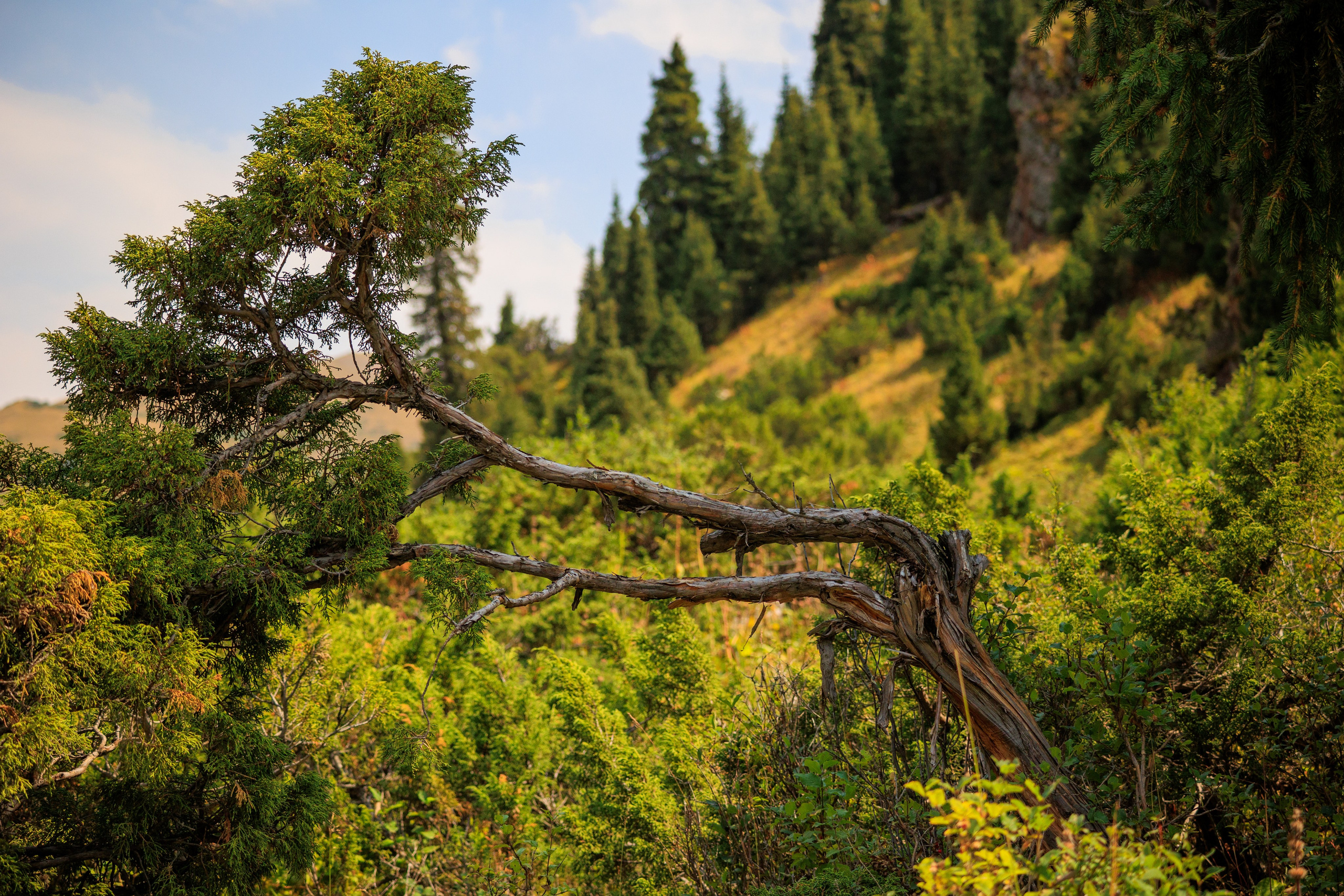 Поездка на плато Ассы и за пределами. Экскурсии и туры по Алматы