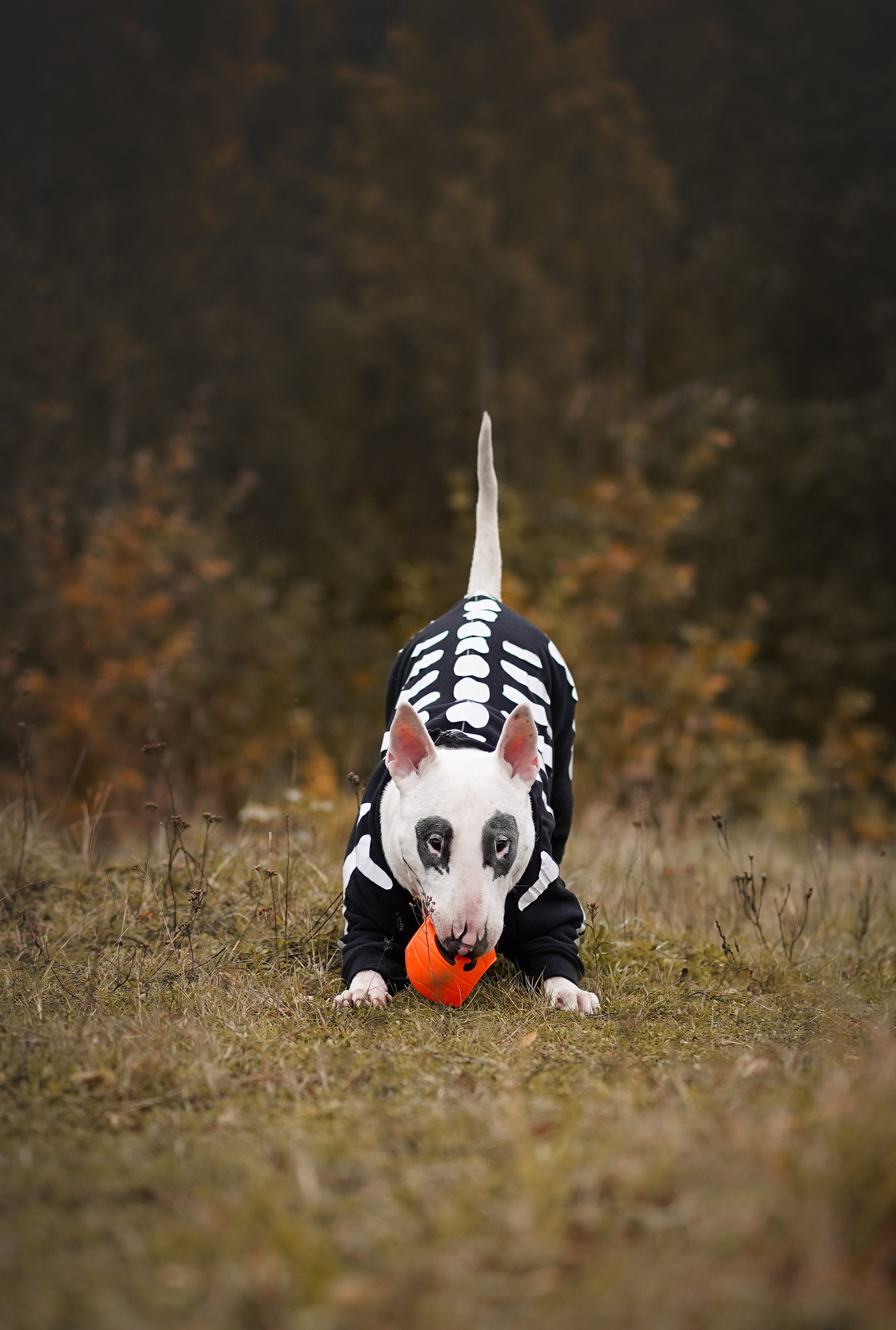 Настя Рома и Сахар Хелоуин. Фотограф-анималист в Санкт-Петербурге Яна Мартынова