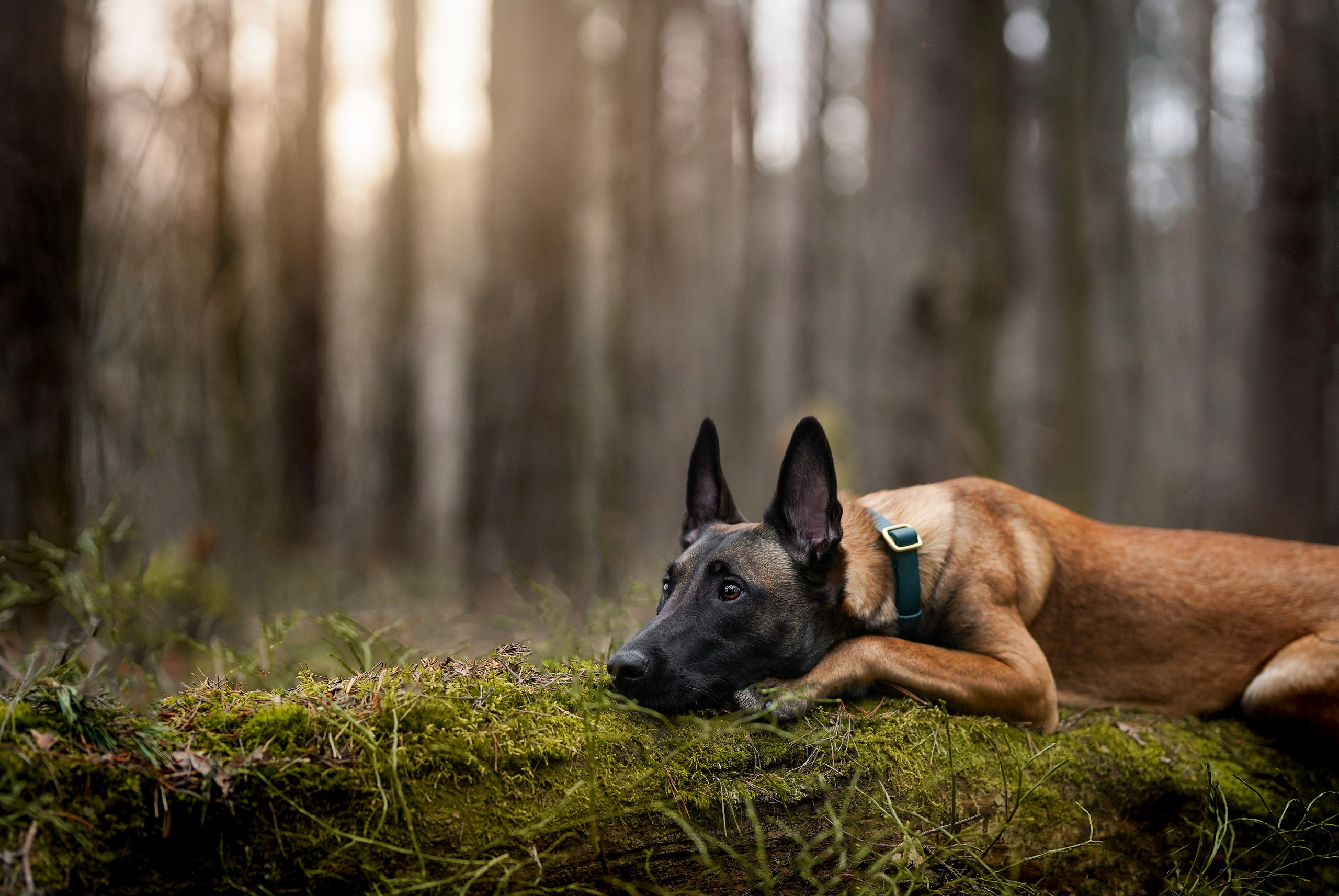 Панда и Эста. Фотограф-анималист в Санкт-Петербурге Яна Мартынова