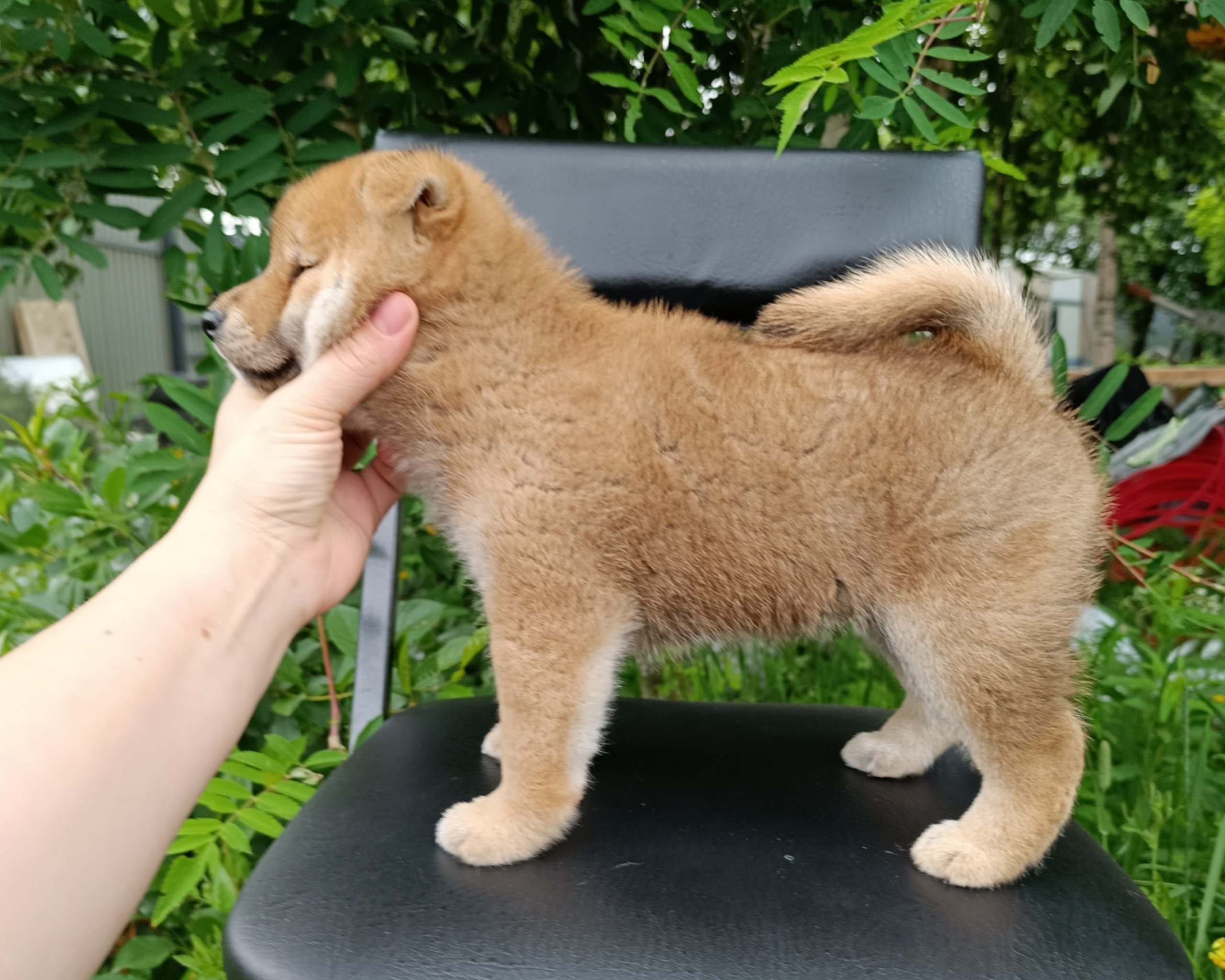 Сиба Rubylight Germes питомник Рубилайт