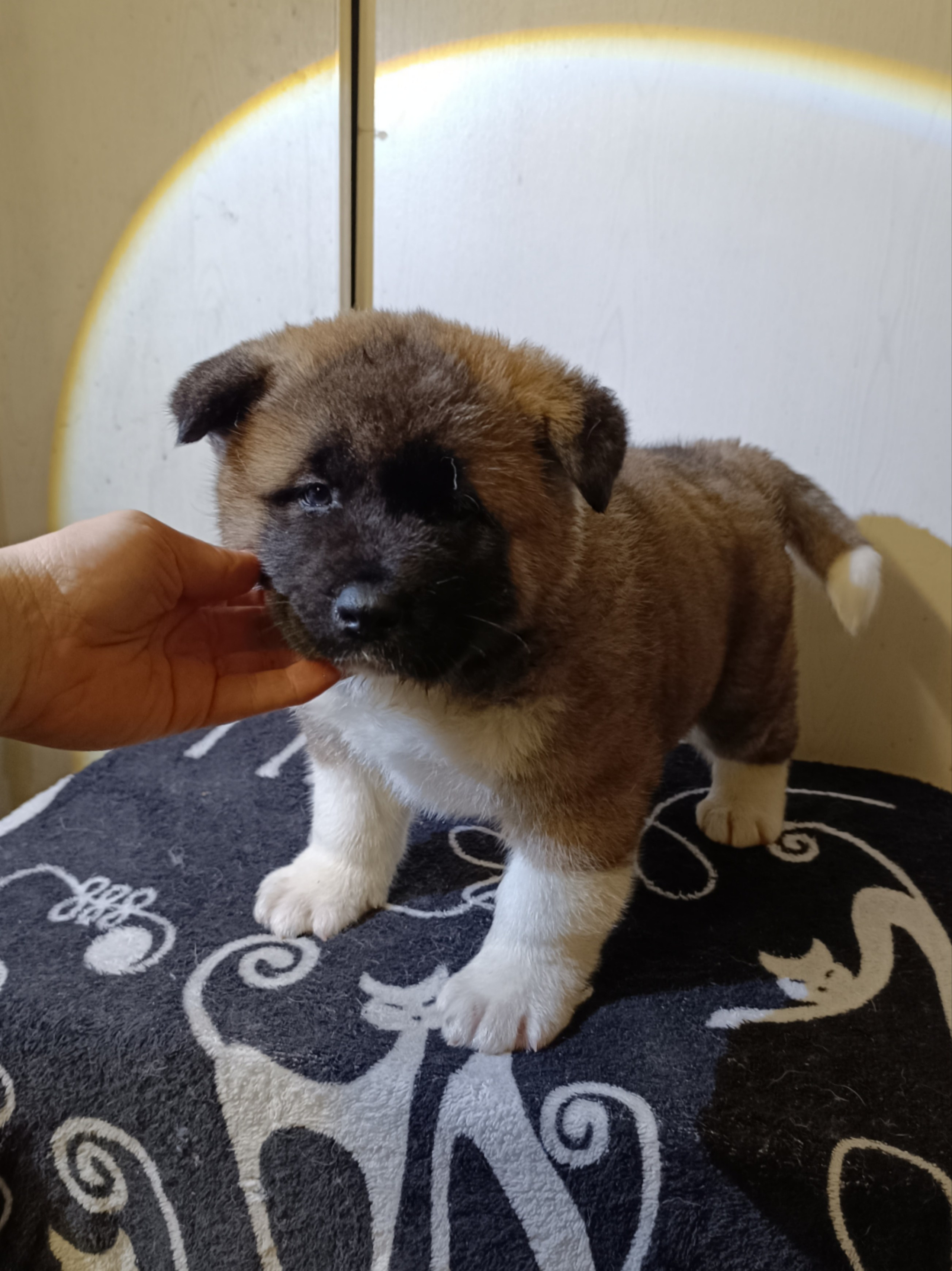 Rubylight Cirrus. Американская акита I Сиба ину I Питомник RUBYLIGHT