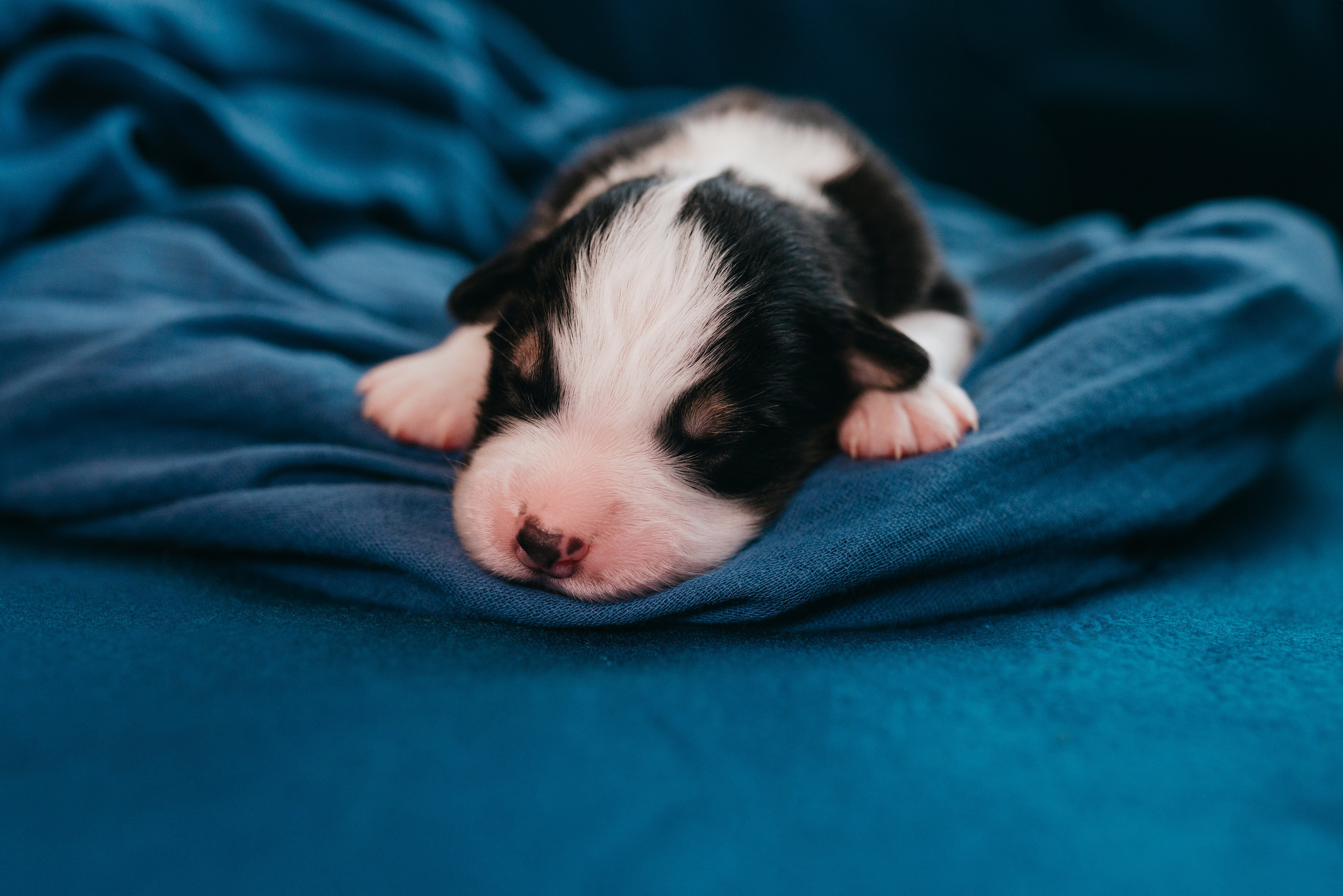 Аусси. Фотограф анималист Осипчикова Мария