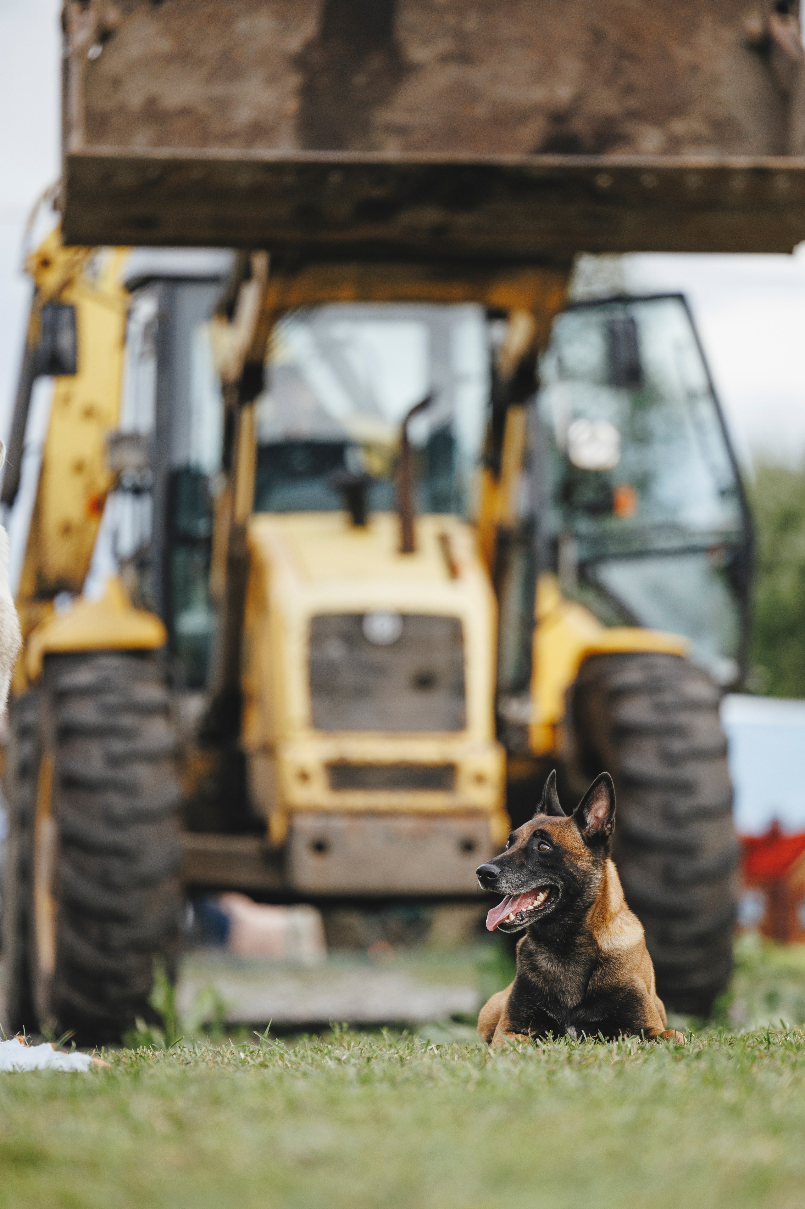 08.08.25-10.08.25 ЧР по мондьорингу г. Вологда. Фотограф-анималист Анна Маринич