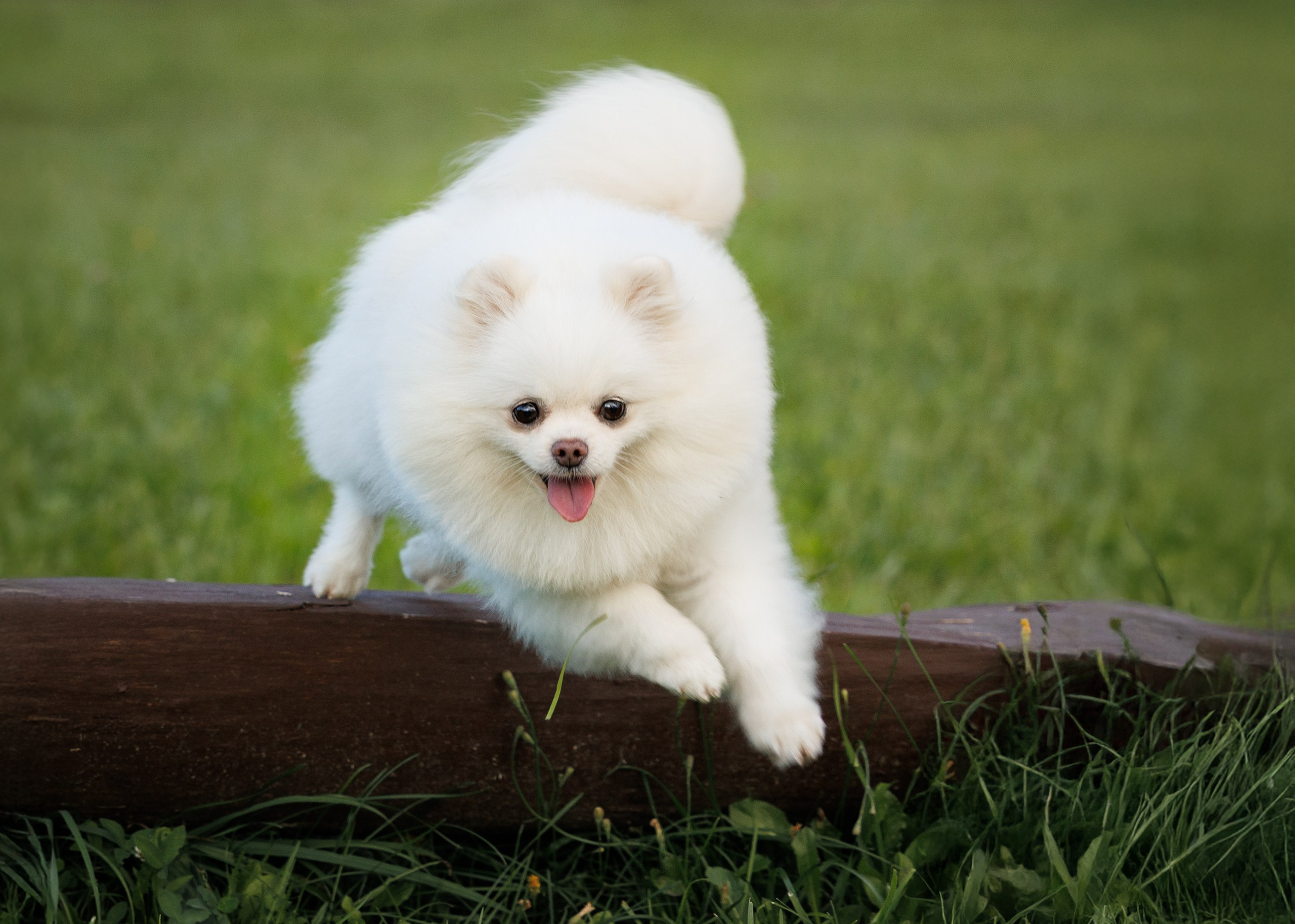 Портфолио: Фотосъёмка собак в Москве и области — авторские образы. Фотограф-анималист и бренд-фотограф в Москве | Фотография собак, людей, бизнес-портрет
