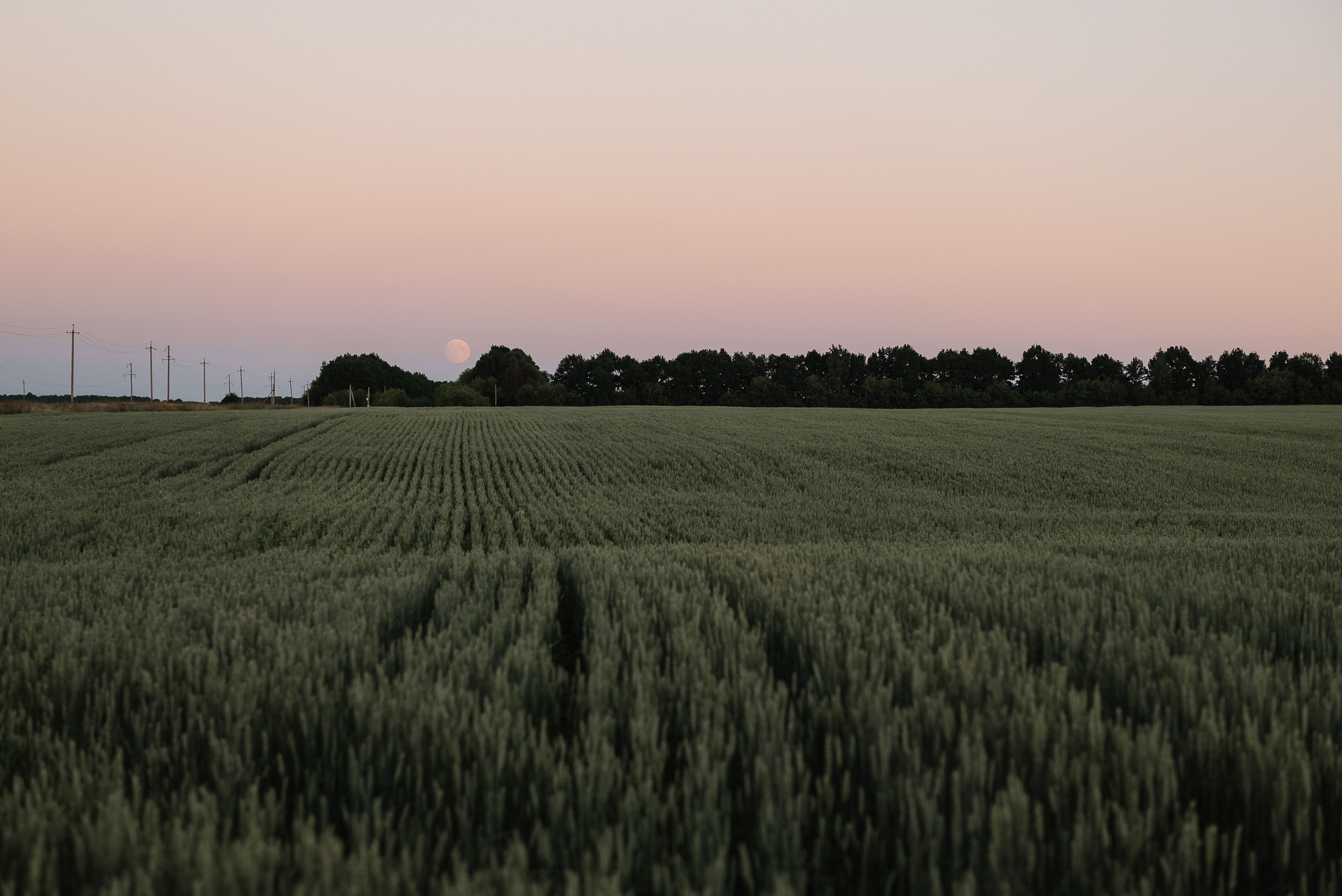Закатное. Свадебный и семейный фотограф в Рязани Калинкина Мария