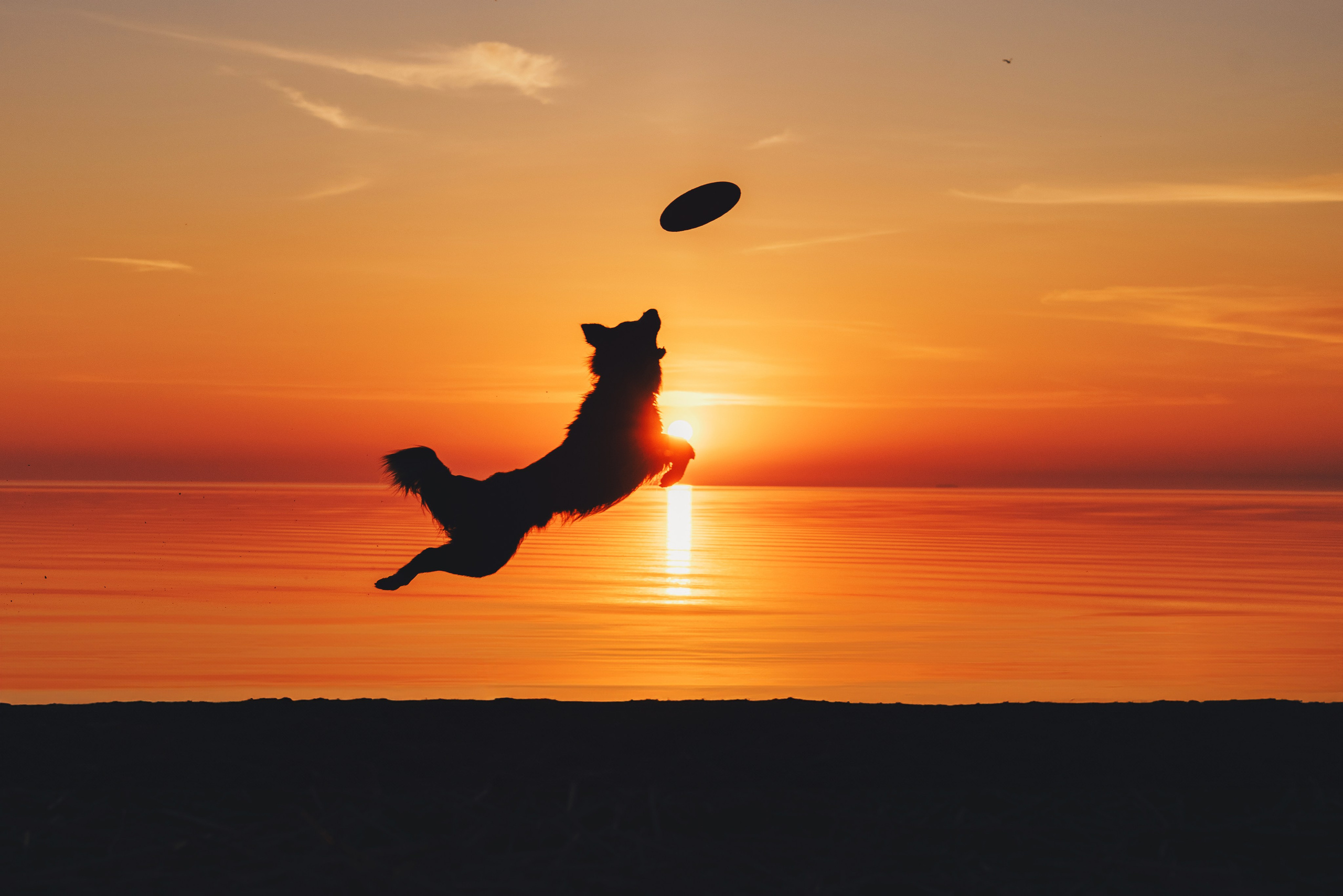 Токи, Янки, Лось, Мако и Рин. Фотограф анималист Осипчикова Мария