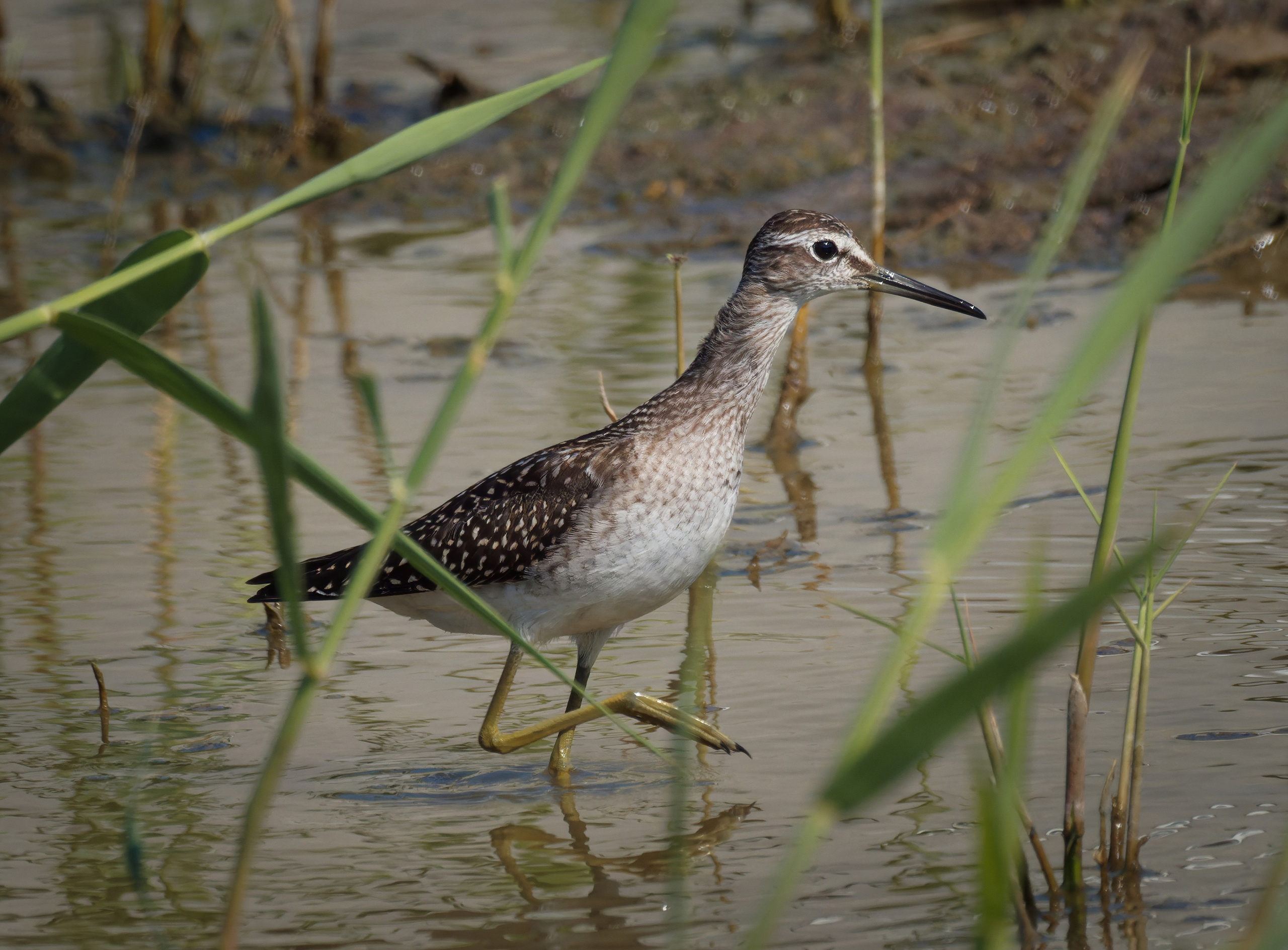 Птицы и животные. Oles Paritskiy