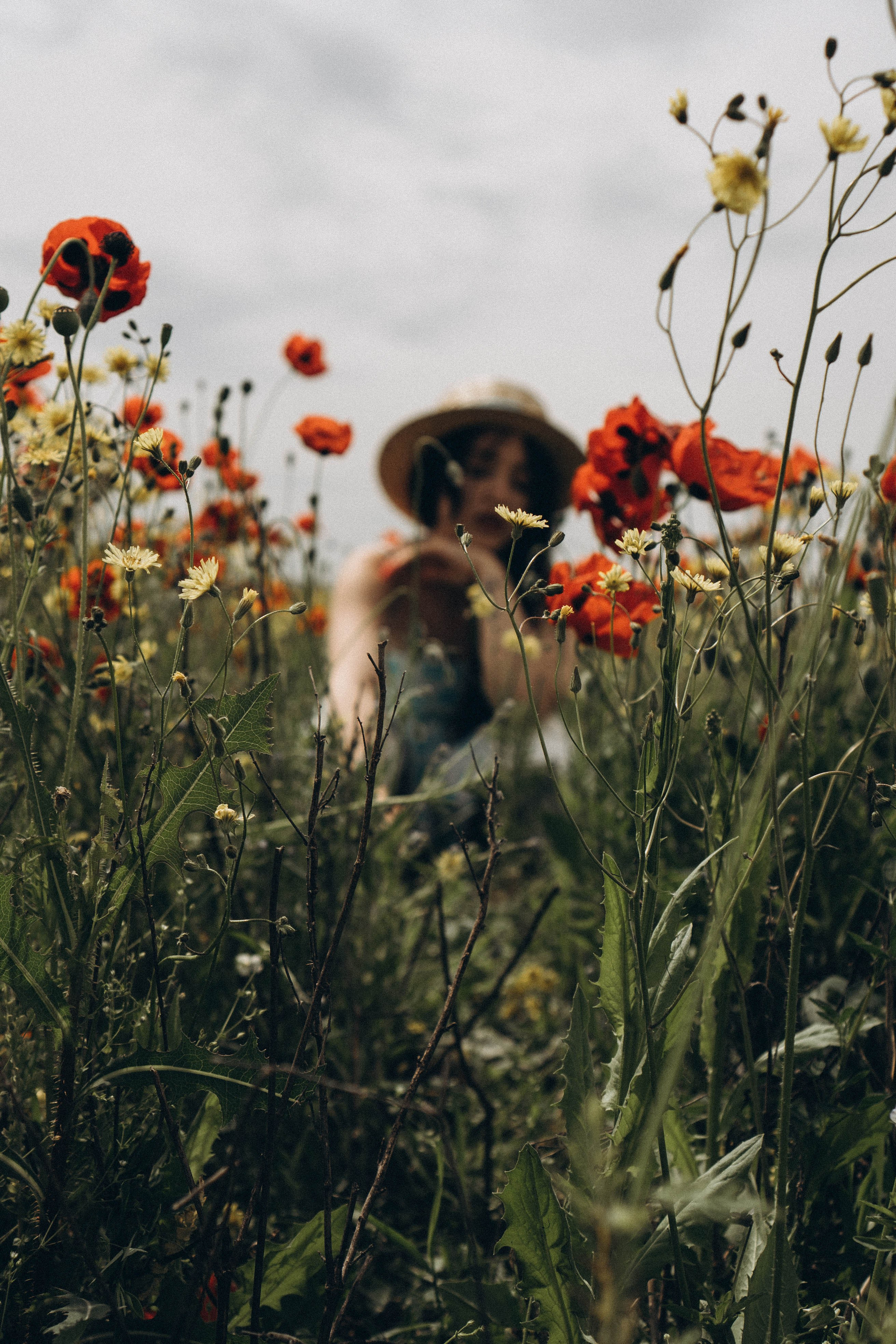 Цветочная поляна. Профессиональный фотограф, Санкт-Петербург — Виктория Богомолова