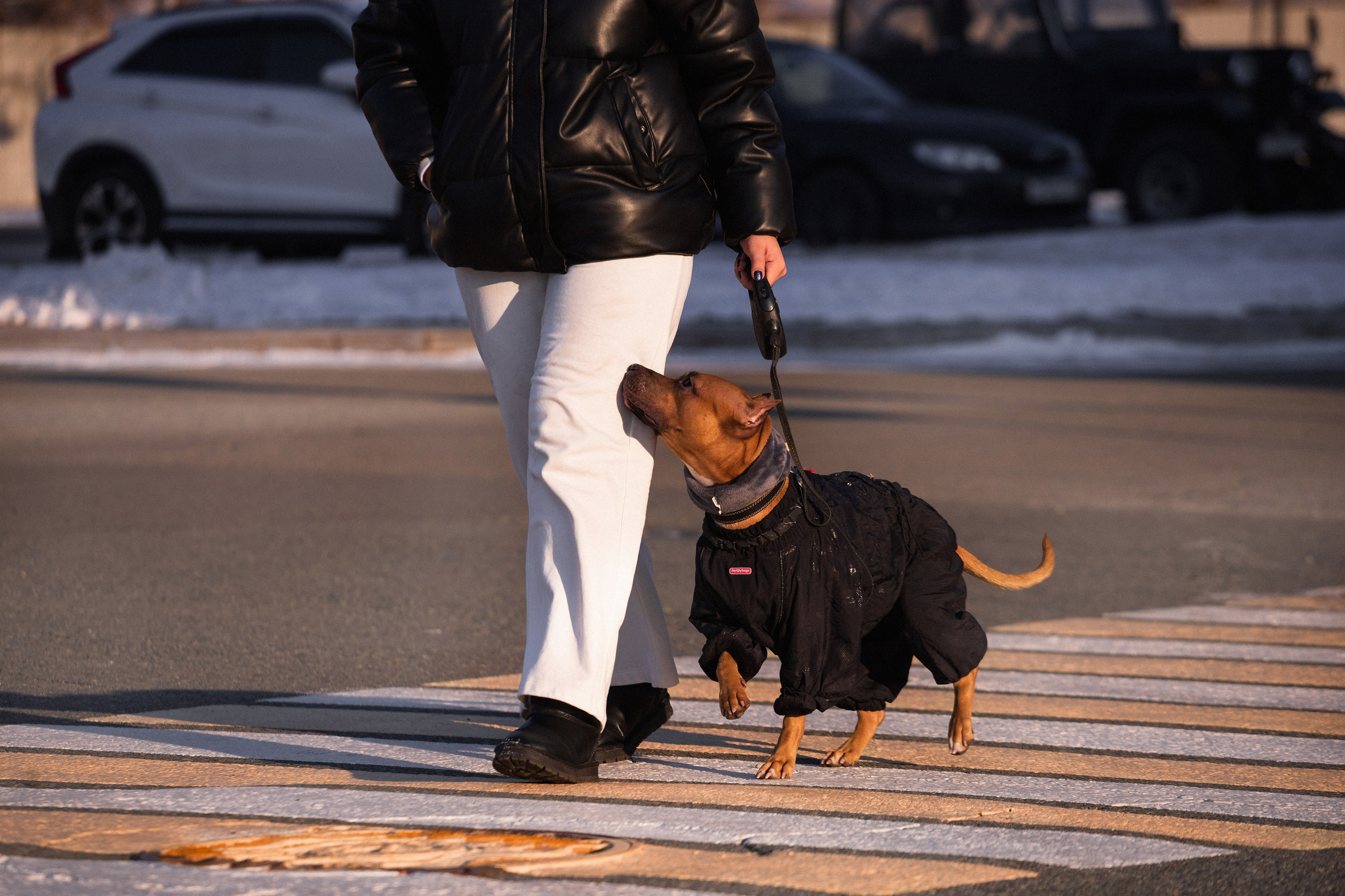 Арина и Стэфи. Фотограф — анималист Владивосток, Алина