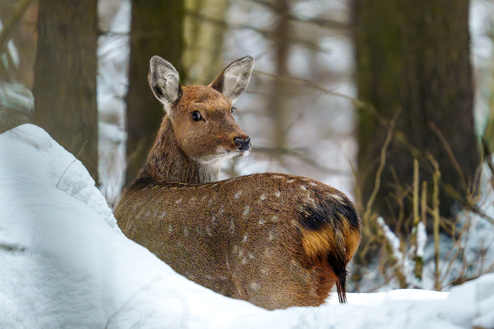 Животные. Ваш личный фотограф Марина Волкова