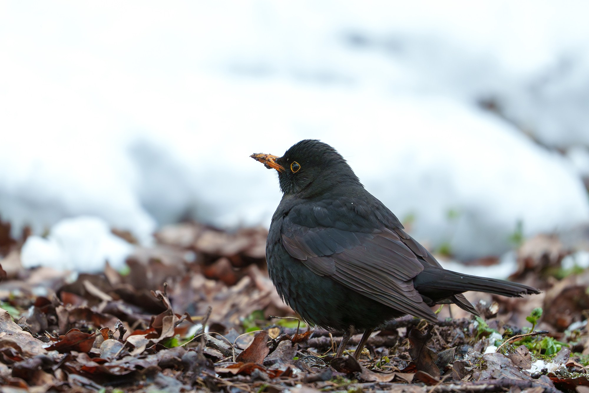 Удивительные мир птиц. Вокруг нас столько прекрасного — присмотритесь!. Ваш личный фотограф Марина Волкова