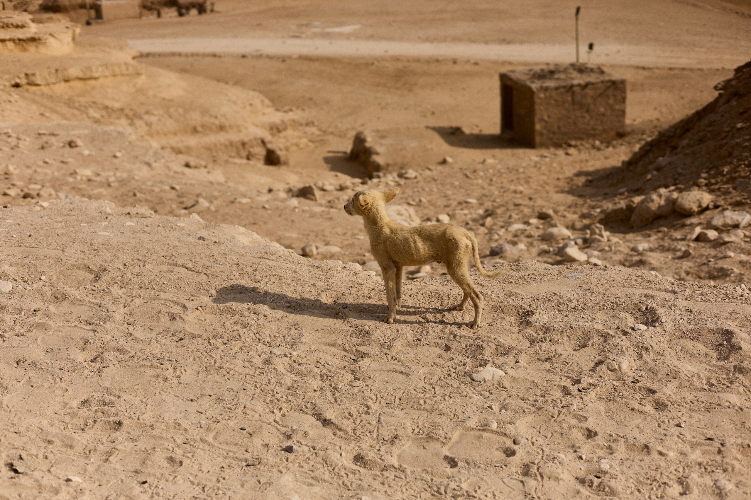 Другое 4. Jorgis — фотограф в Хургаде / обучение фотографии
