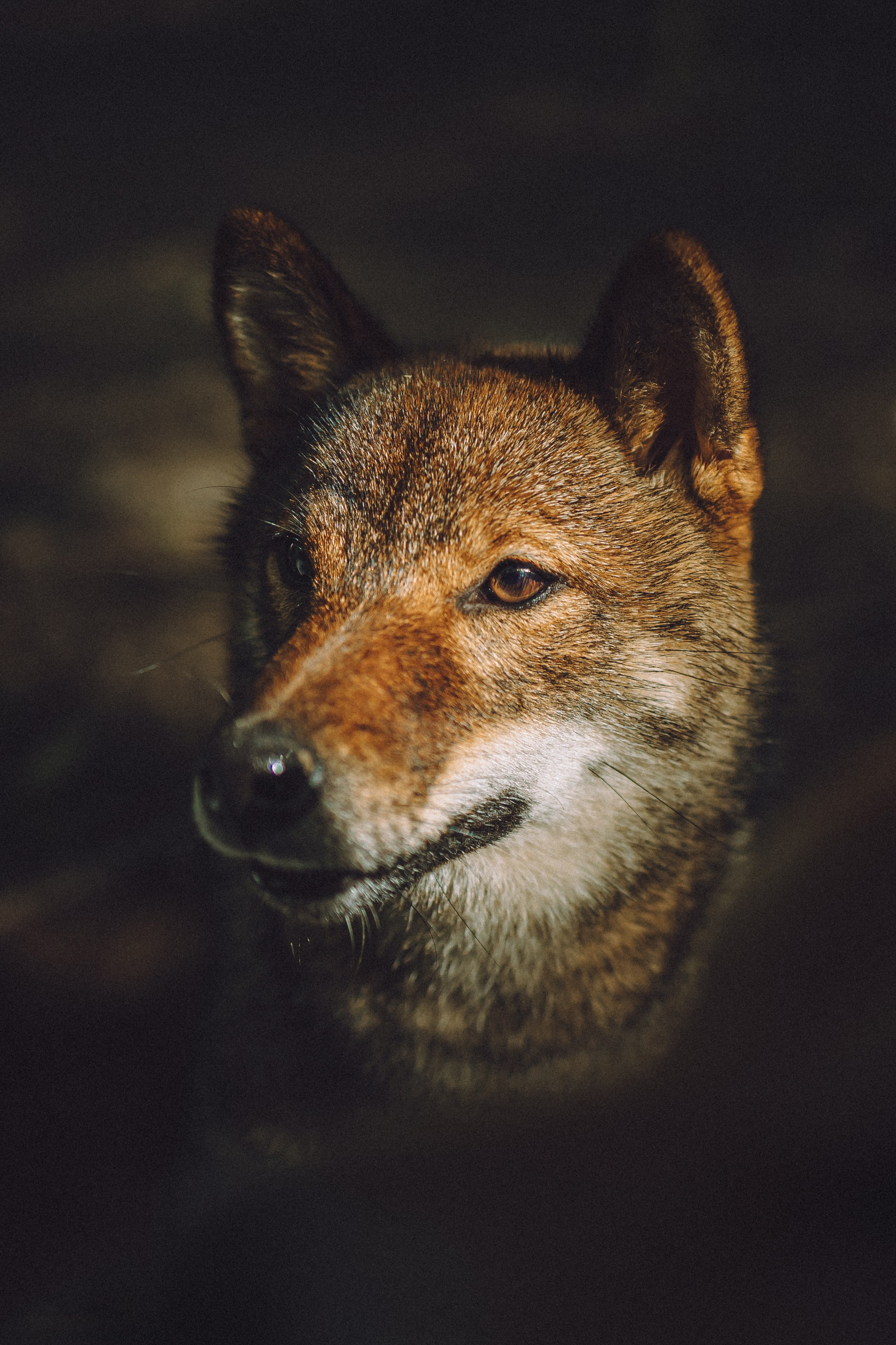 Шед, Цири, Чиби, Цера и их семья