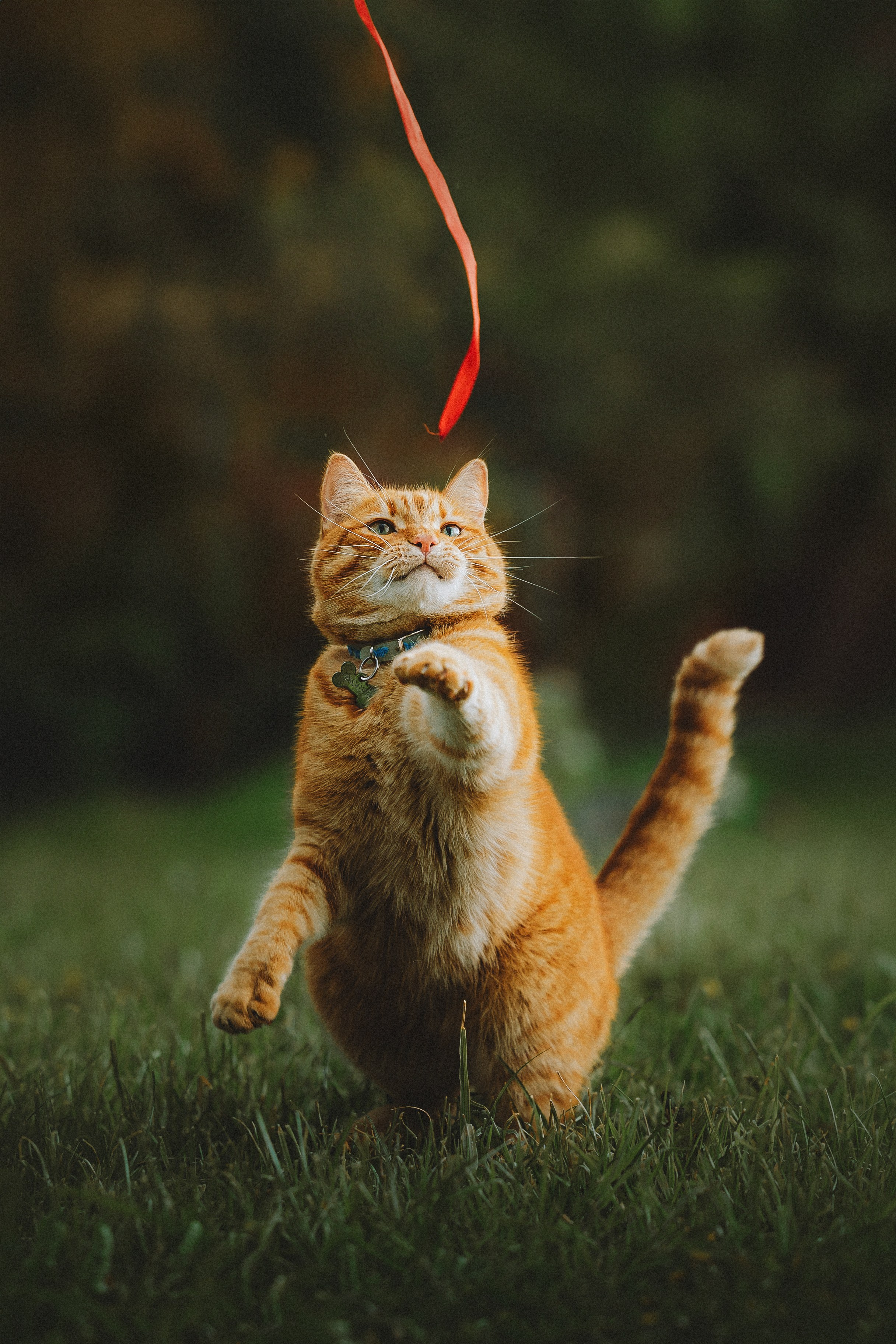 Леброн, Муся и Ира