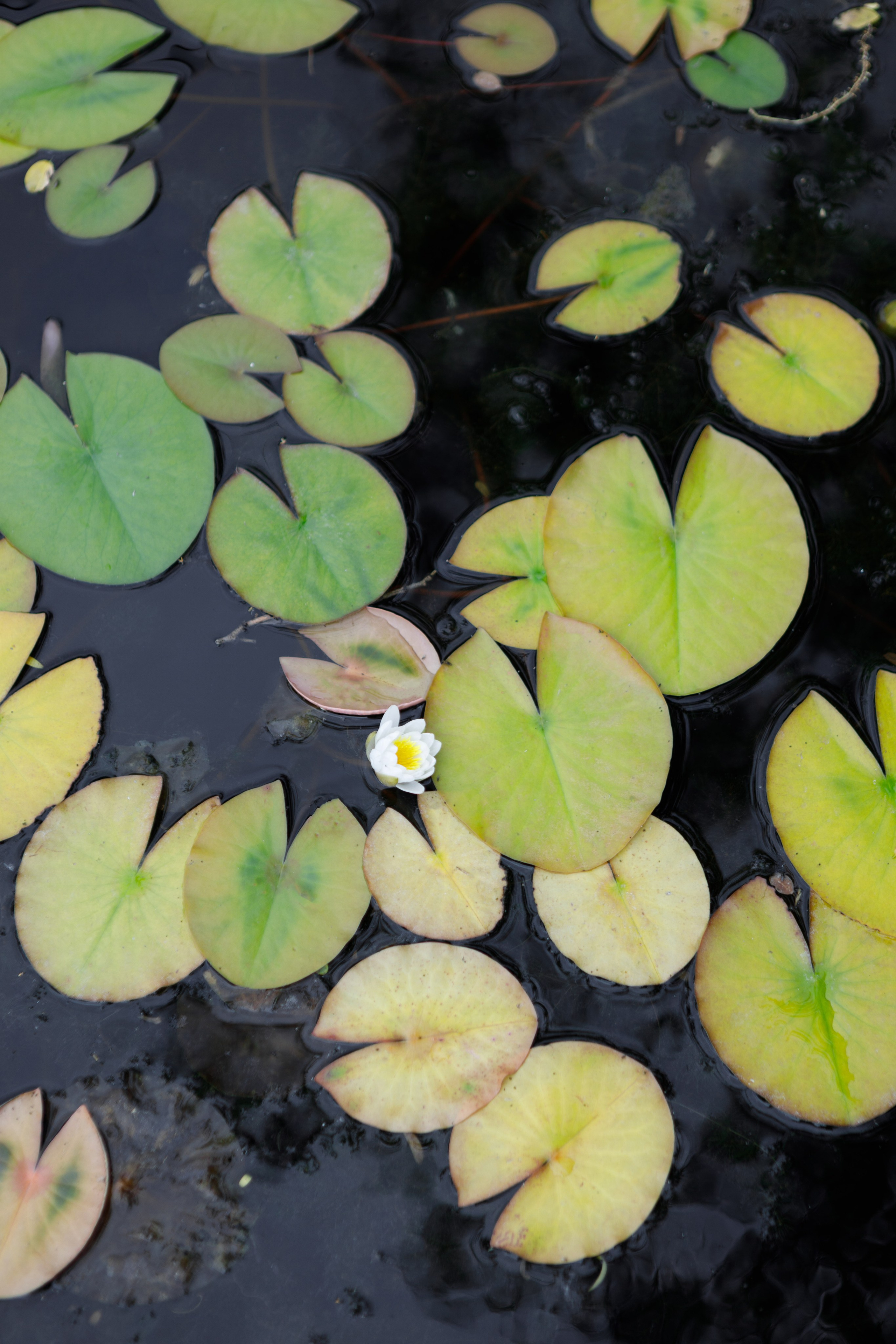 Свадебный фотограф в Ростове-на-Дону — Свадьба Игоря и Алены в гольф-клубе «Дон». Свадебный фотограф Ростов на Дону / Таганрог — Усачева Анастасия