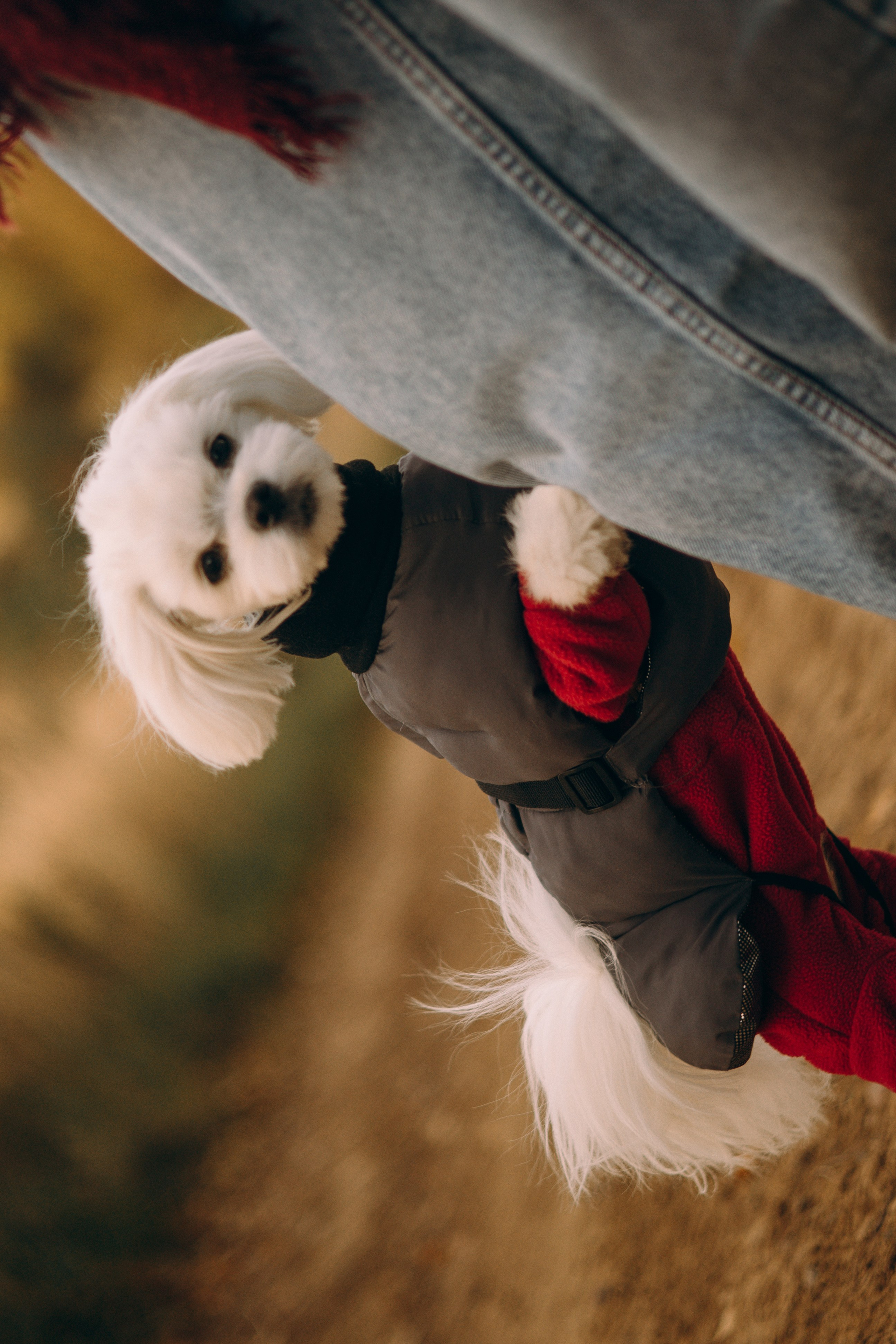 Любовь & Белла. Фотограф — анималист •love-story•|Санкт-Петербург