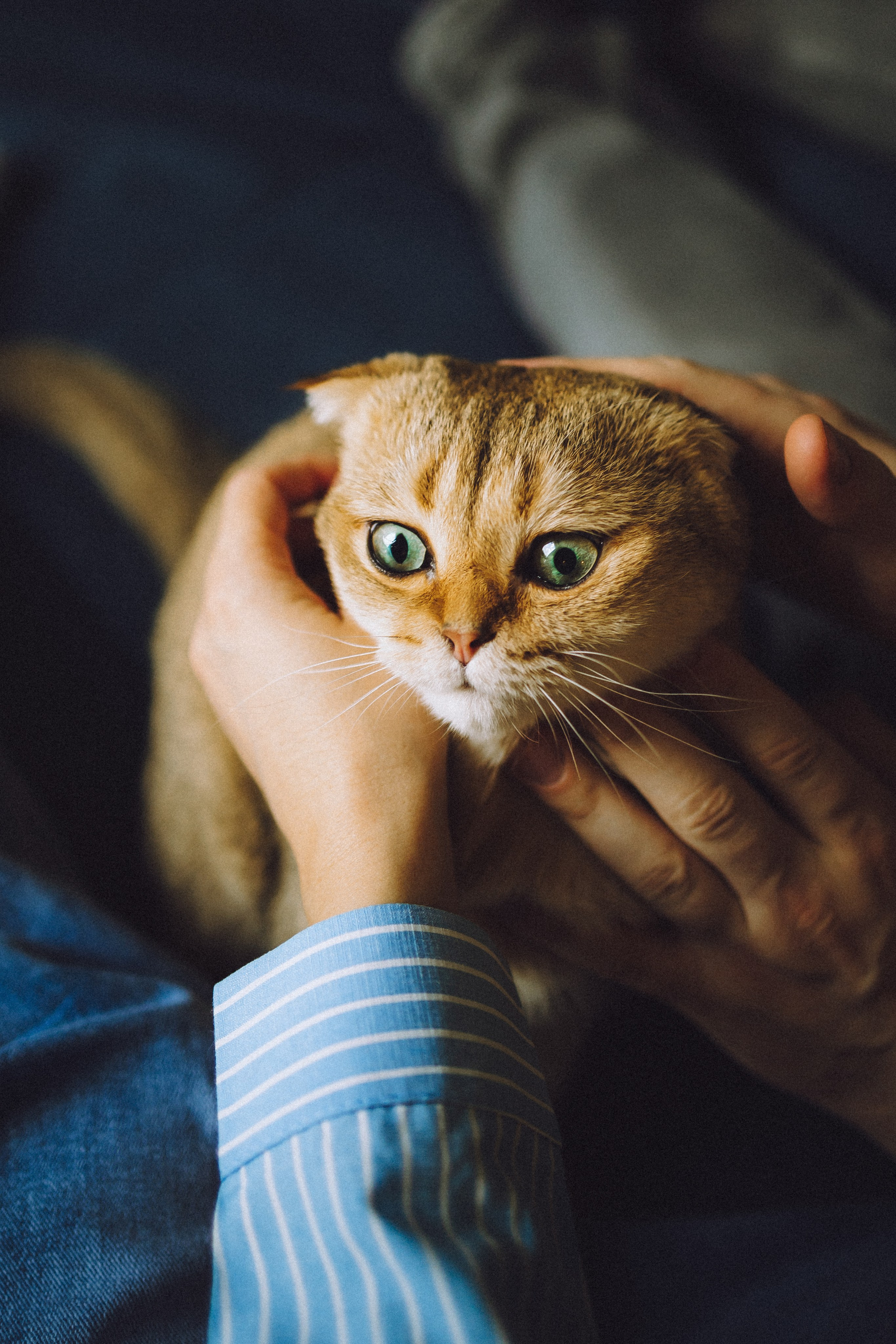 Генри и его семья