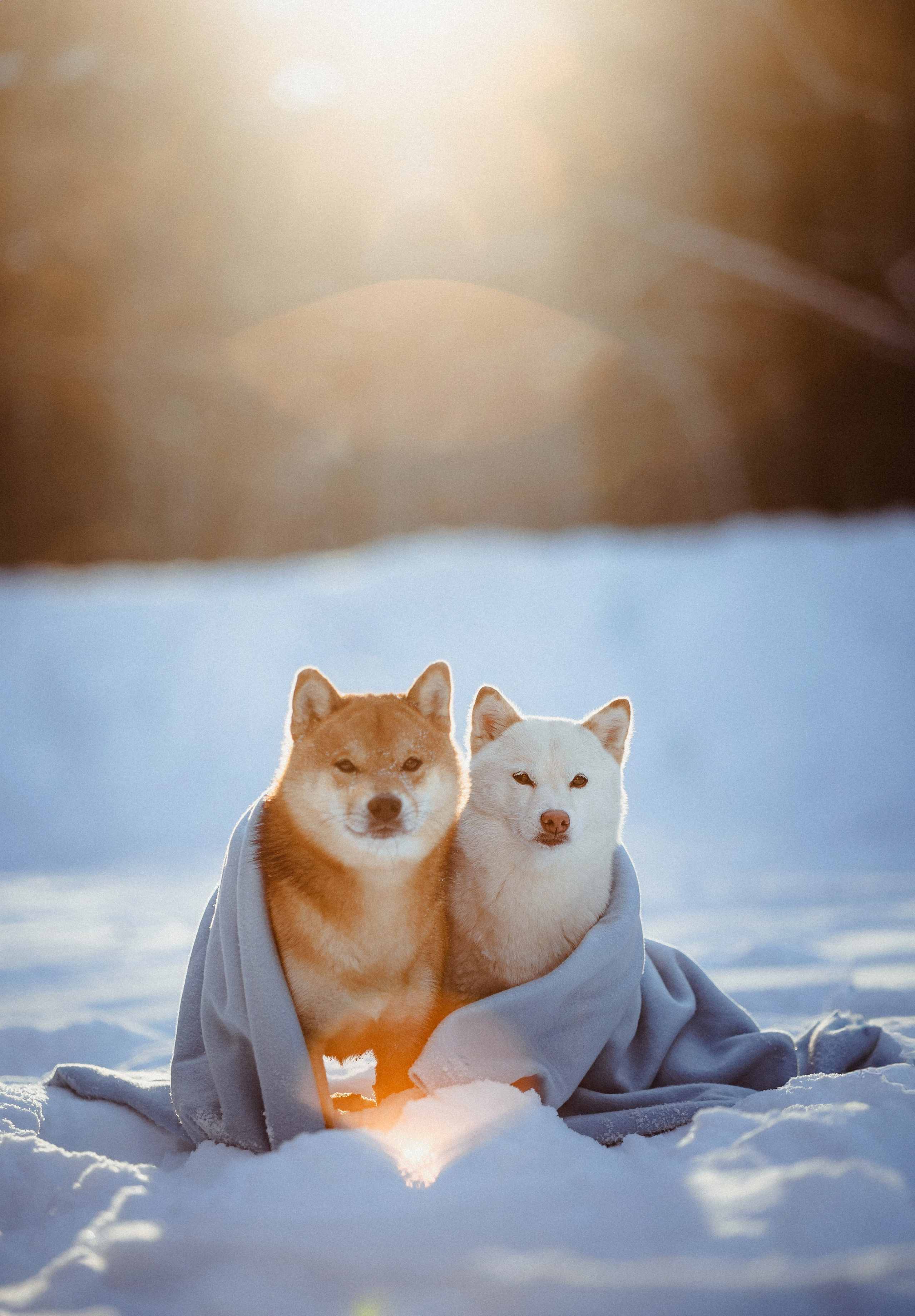 Шед, Цири и Ира