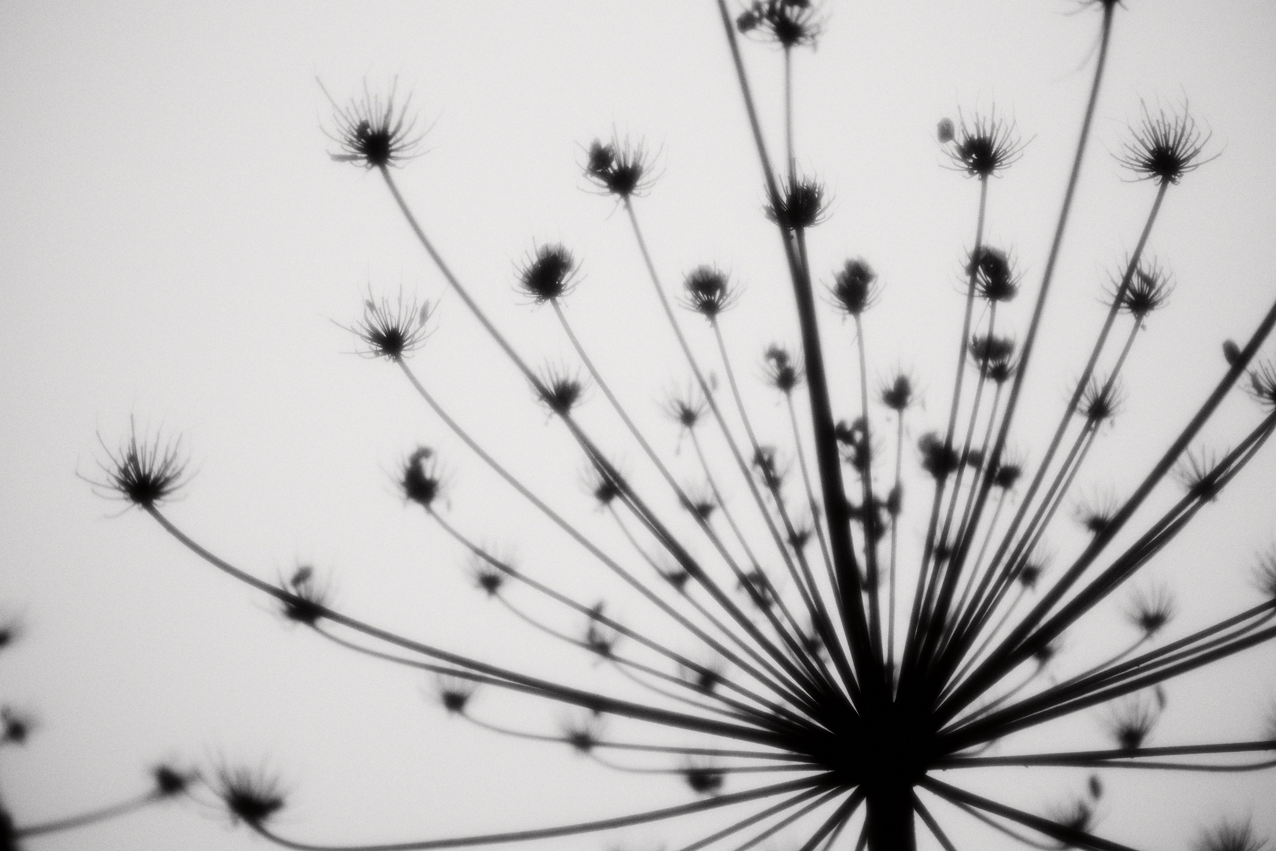 Hogweed. Fashion Photographer Oxana Chernomorets