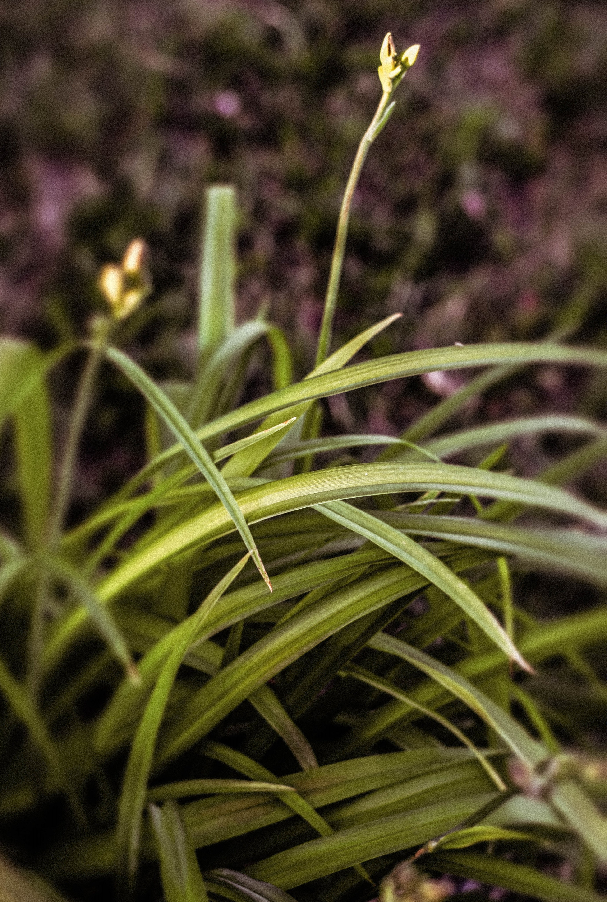 Курс «Психология на грядке». АRТ&PSY | Искусство психологии