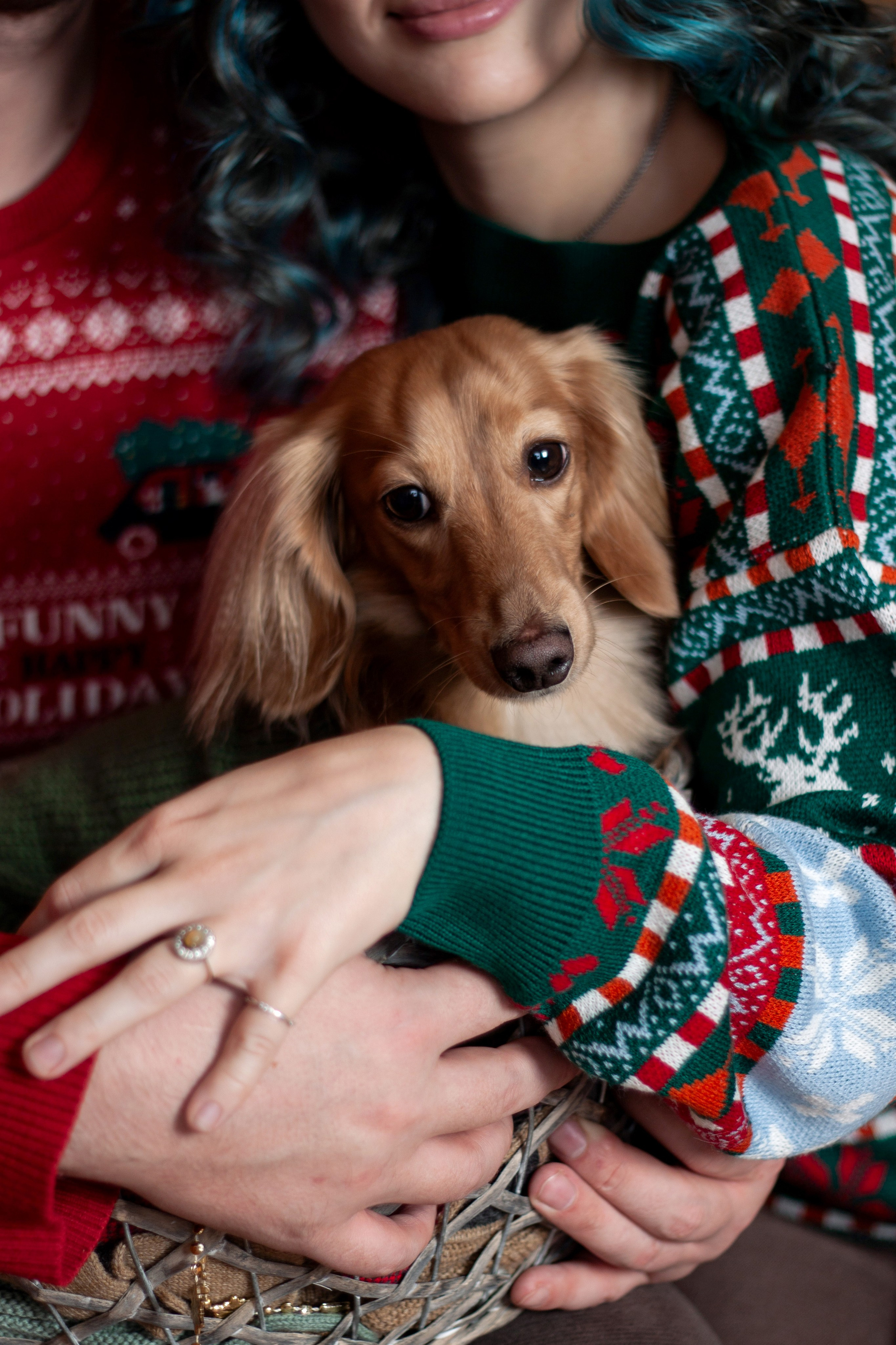 Новогодние собаки. Фотограф в Санкт-Петербурге Рейдер Дарья